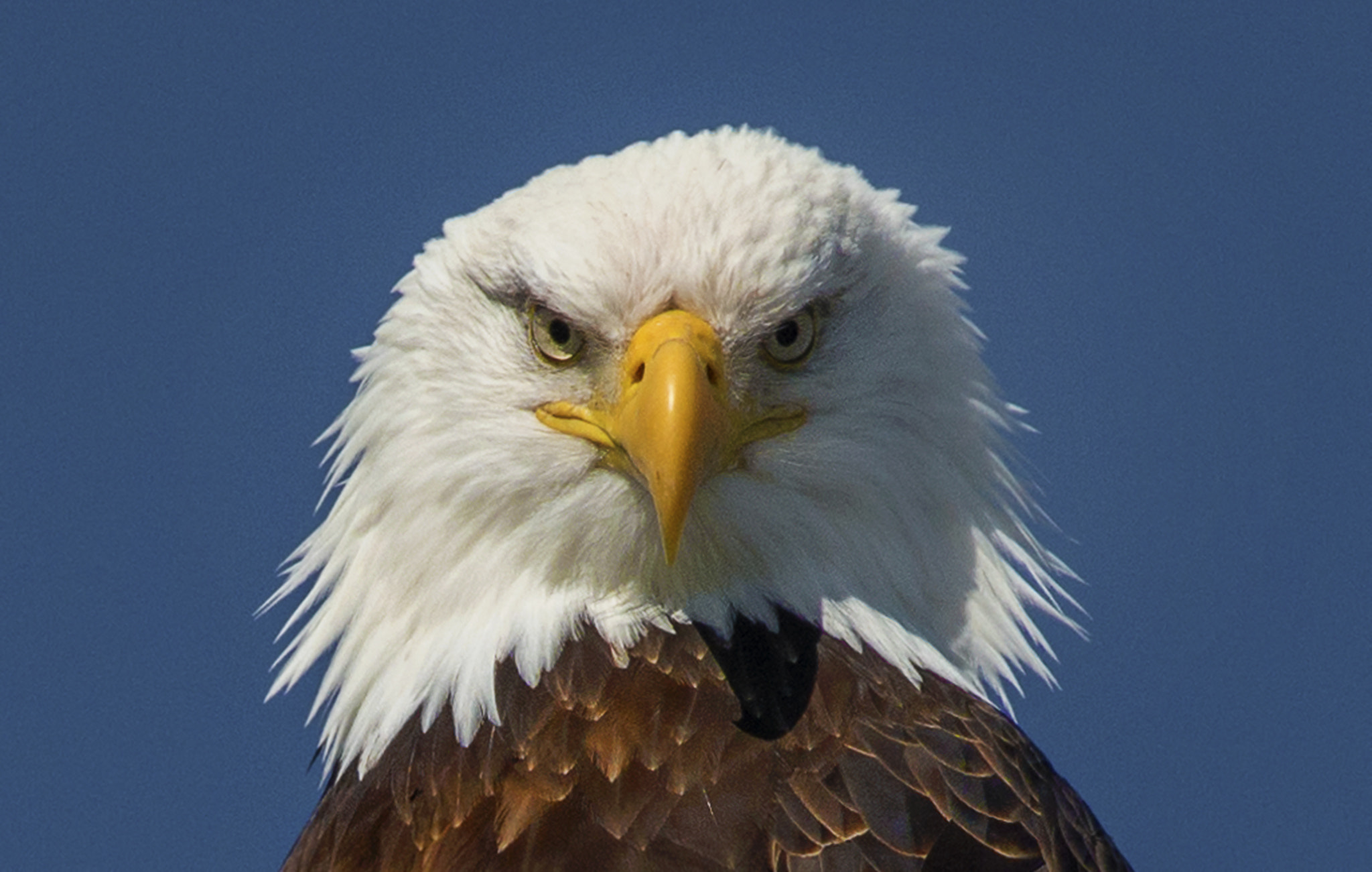 Nikon D800E + AF Nikkor 300mm f/4 IF-ED sample photo. Bald eagle photography