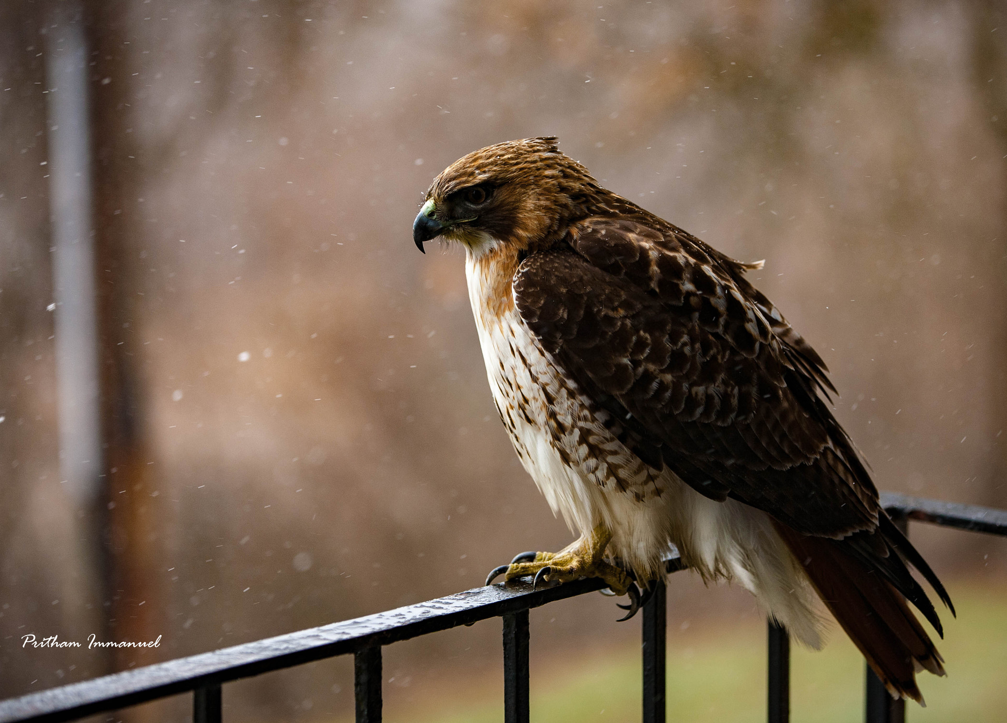 Canon EF 70-200mm F2.8L IS II USM sample photo. Eagle photography