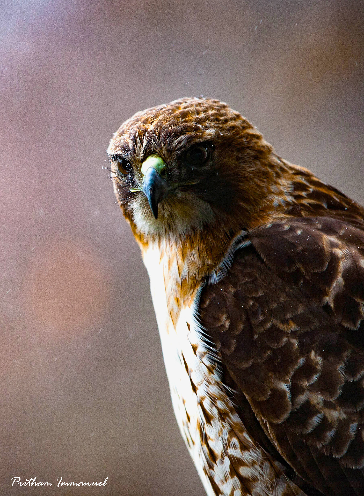 Canon EF 70-200mm F2.8L IS II USM sample photo. Eagle photography