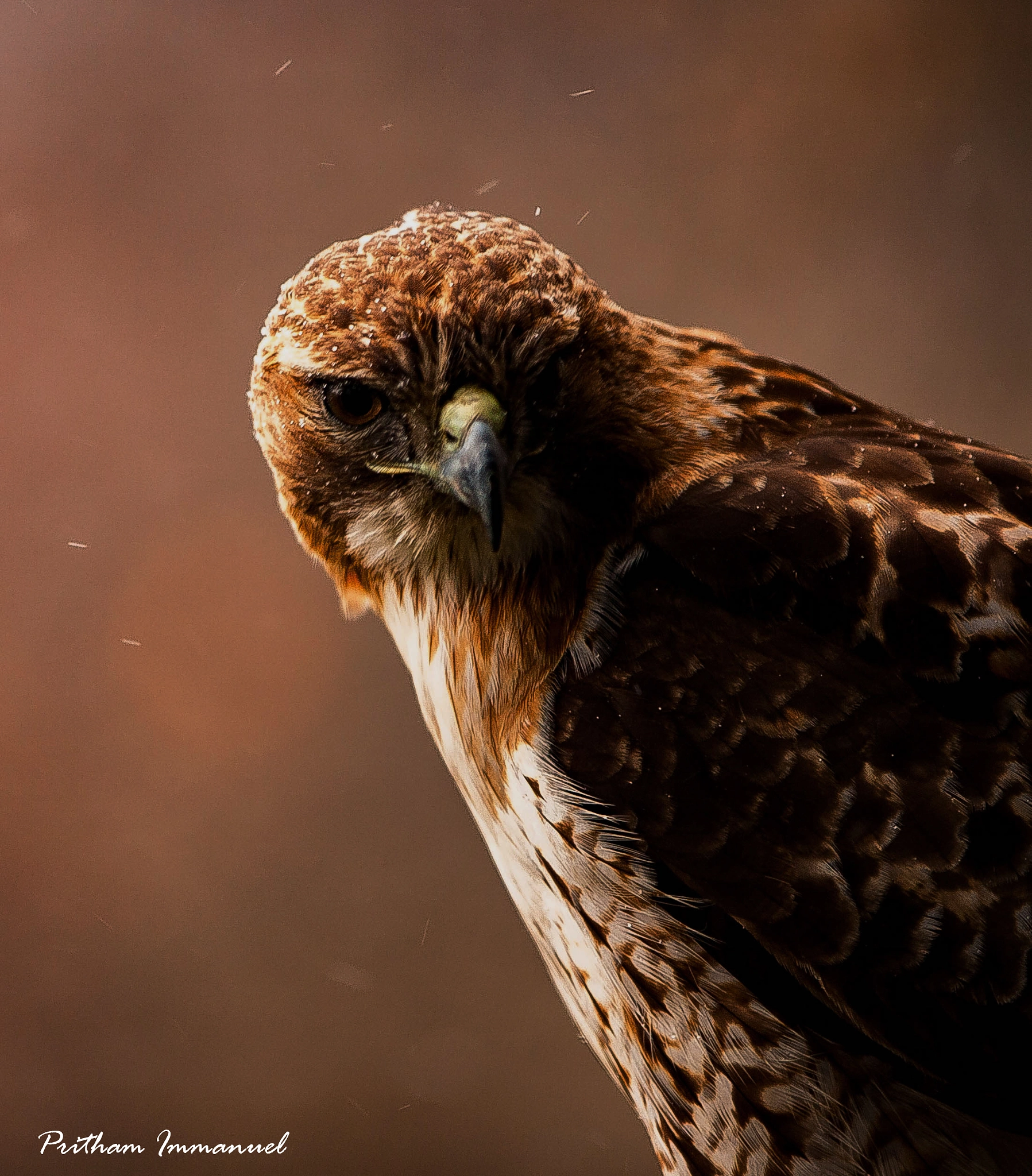 Canon EF 70-200mm F2.8L IS II USM sample photo. Eagle photography