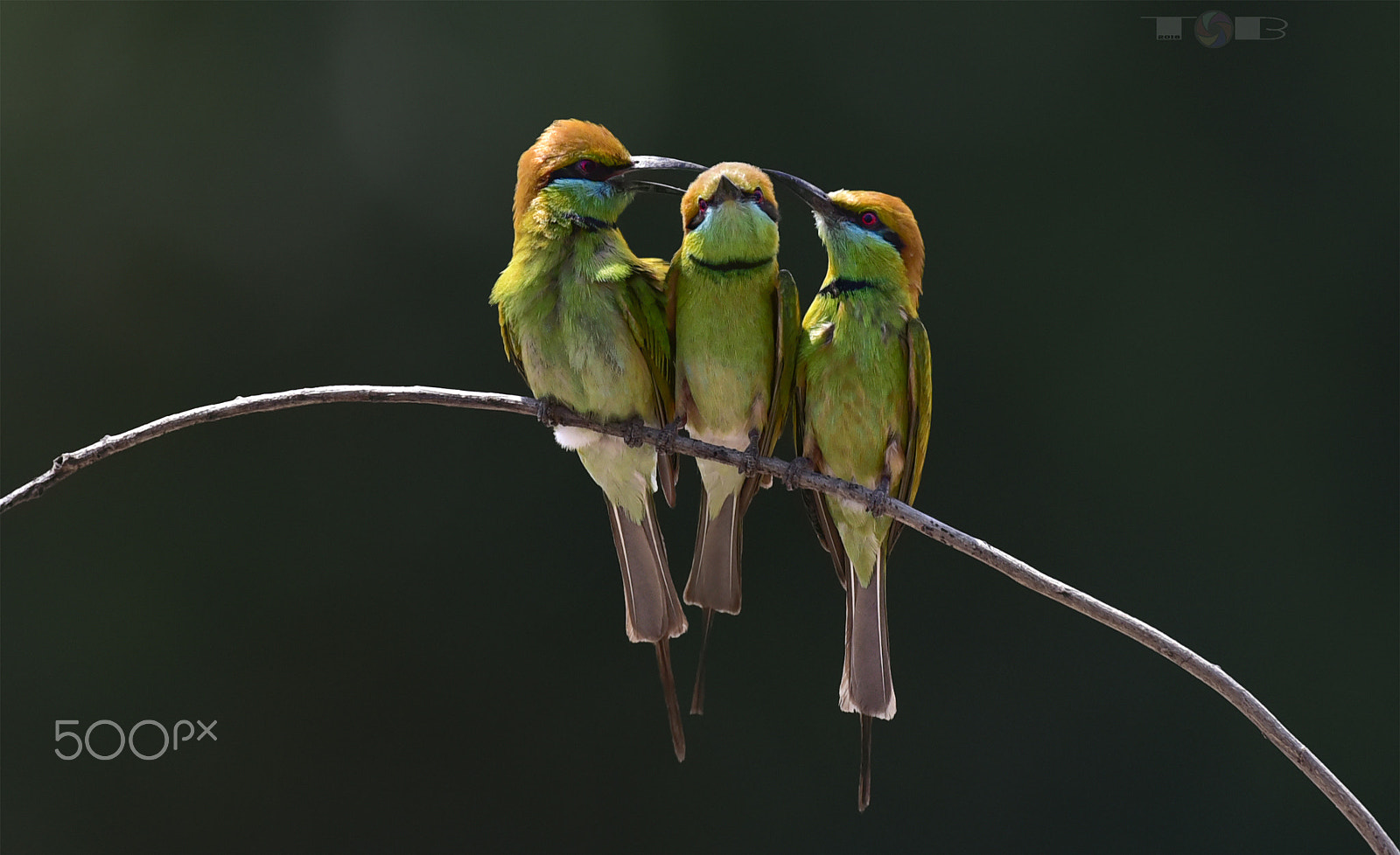 Nikon AF-S Nikkor 600mm F4D ED-IF II sample photo