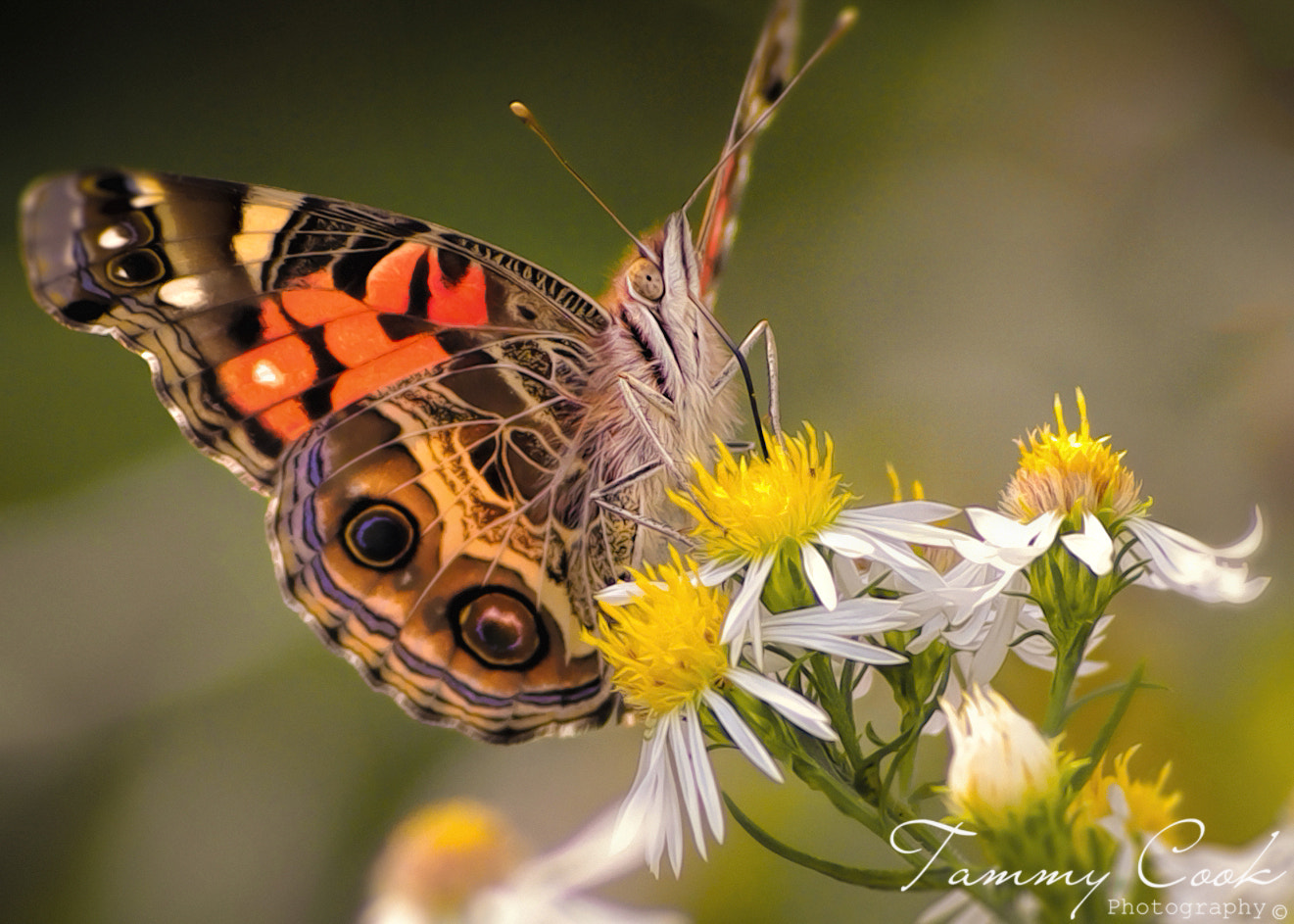 Pentax K-m (K2000) + Sigma sample photo. If nothing ever changed there would be no butterflies photography