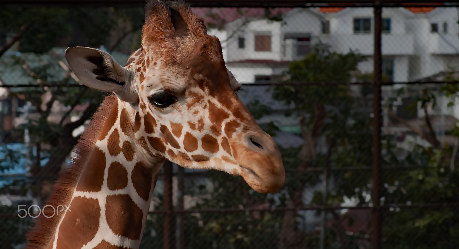 Pentax K20D + smc PENTAX-FA* 85mm F1.4 [IF] sample photo. Yokohama zoo photography