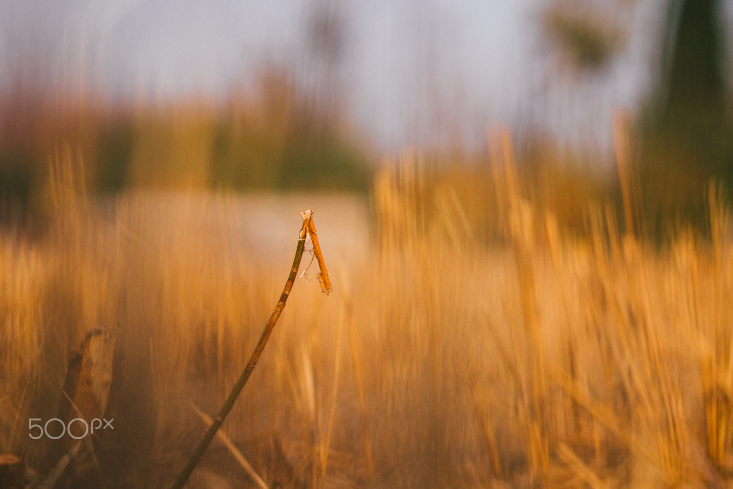 Panasonic Lumix DMC-GM1 + Olympus M.Zuiko Digital ED 75mm F1.8 sample photo. Withered grass photography