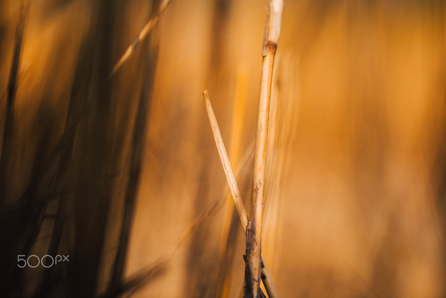 Panasonic Lumix DMC-GM1 + Olympus M.Zuiko Digital ED 75mm F1.8 sample photo. Withered grass photography