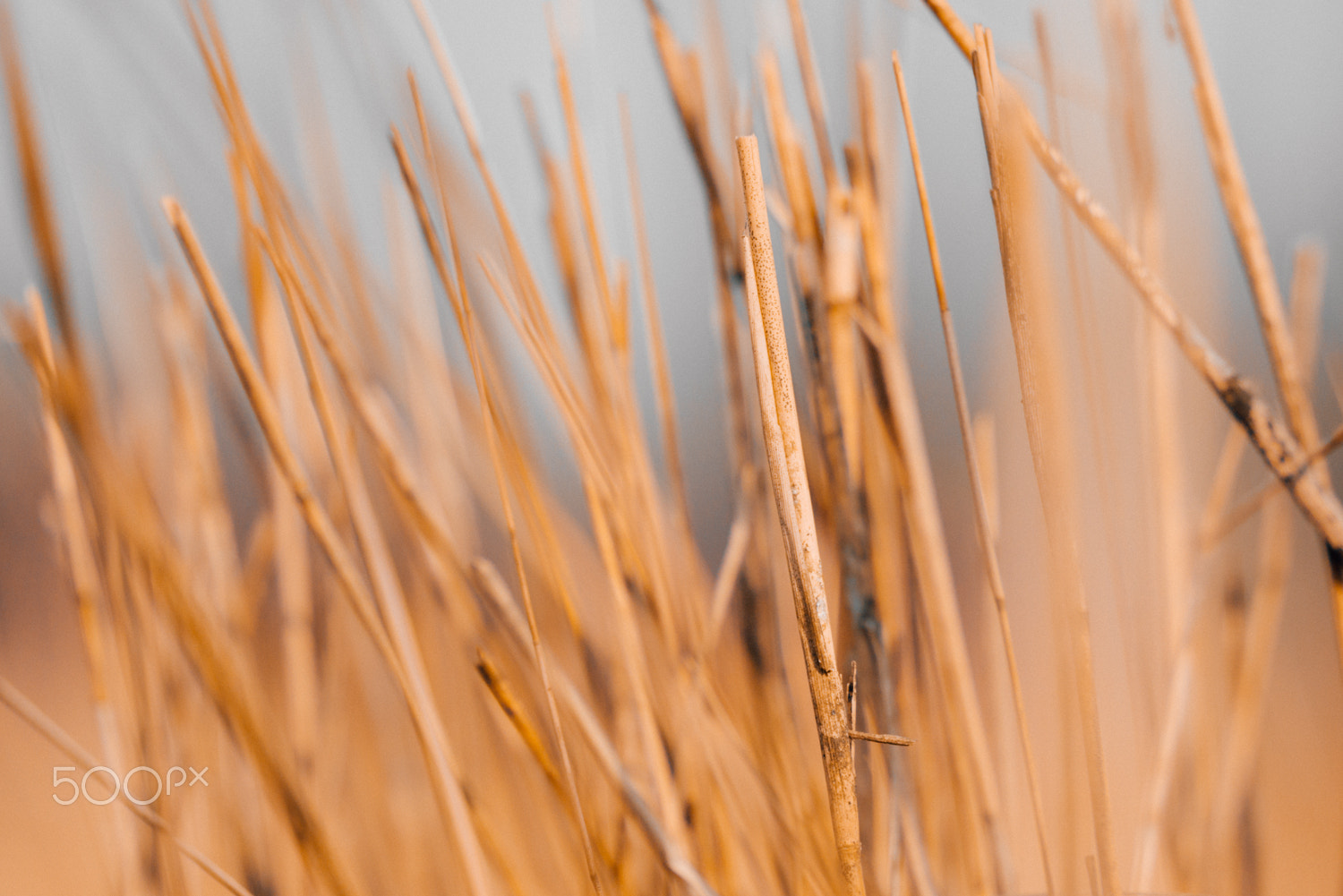 Panasonic Lumix DMC-GM1 + Olympus M.Zuiko Digital ED 75mm F1.8 sample photo. Withered grass photography