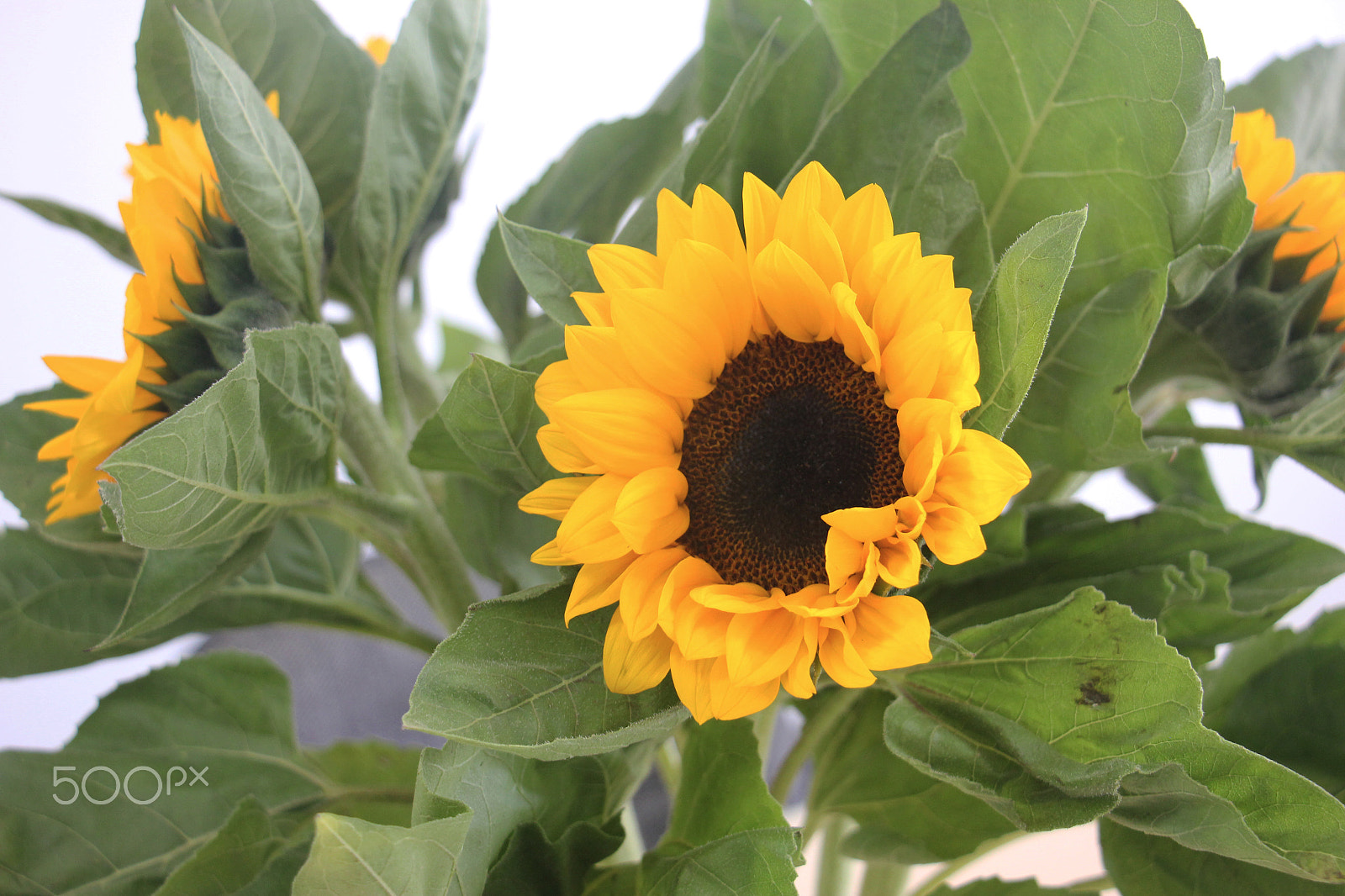 Canon EF-S 18-135mm F3.5-5.6 IS STM sample photo. Bouquet of sunflowers on the table photography