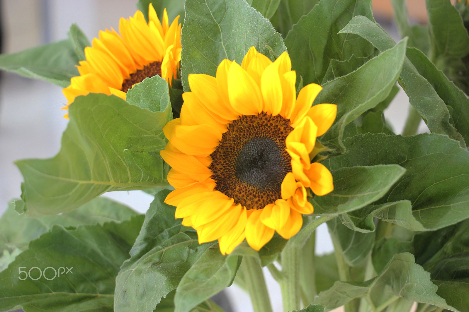 Canon EF-S 18-135mm F3.5-5.6 IS STM sample photo. Bouquet of sunflowers on the table photography