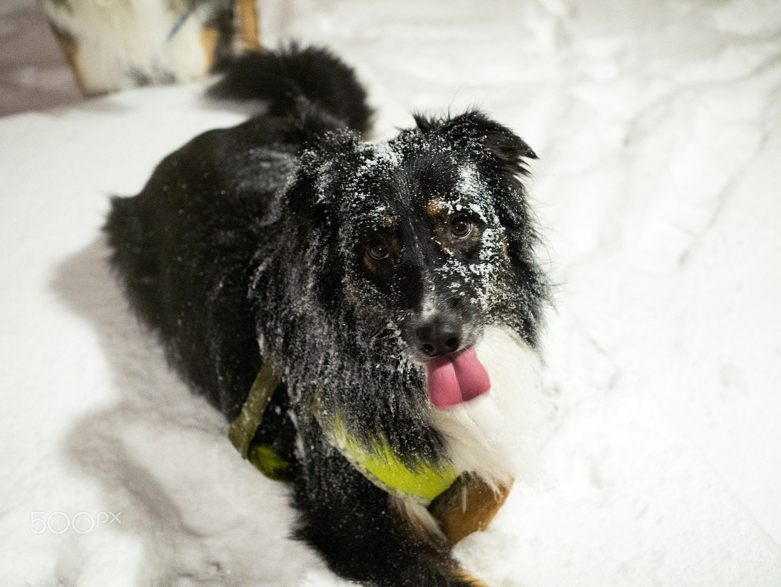 Panasonic Lumix DMC-G7 + Olympus M.Zuiko Digital 25mm F1.8 sample photo. Bear the aussie in the snow. photography