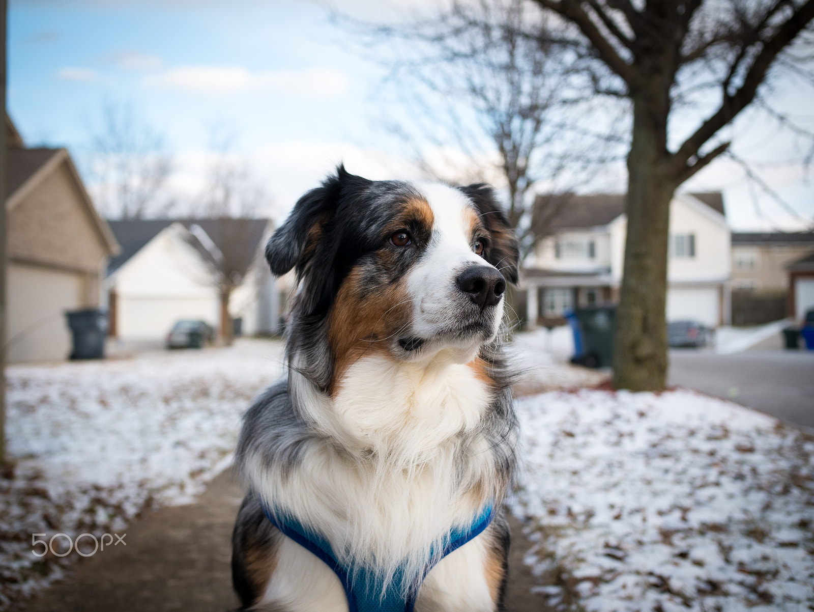 Panasonic Lumix DMC-G7 + Olympus M.Zuiko Digital 25mm F1.8 sample photo. Ti the australian shepherd photography