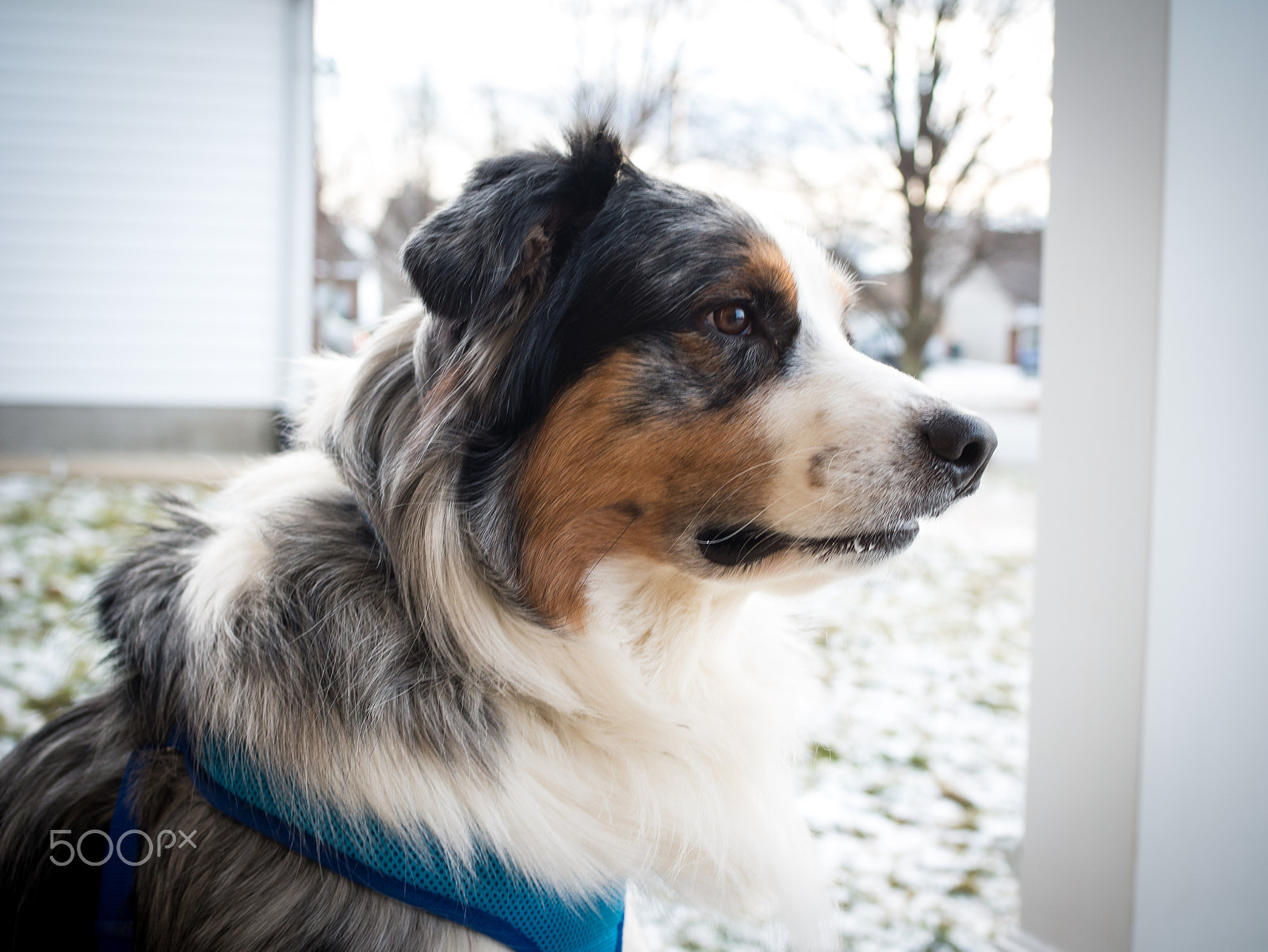 Panasonic Lumix DMC-G7 + Olympus M.Zuiko Digital 25mm F1.8 sample photo. Ti the australian shepherd photography