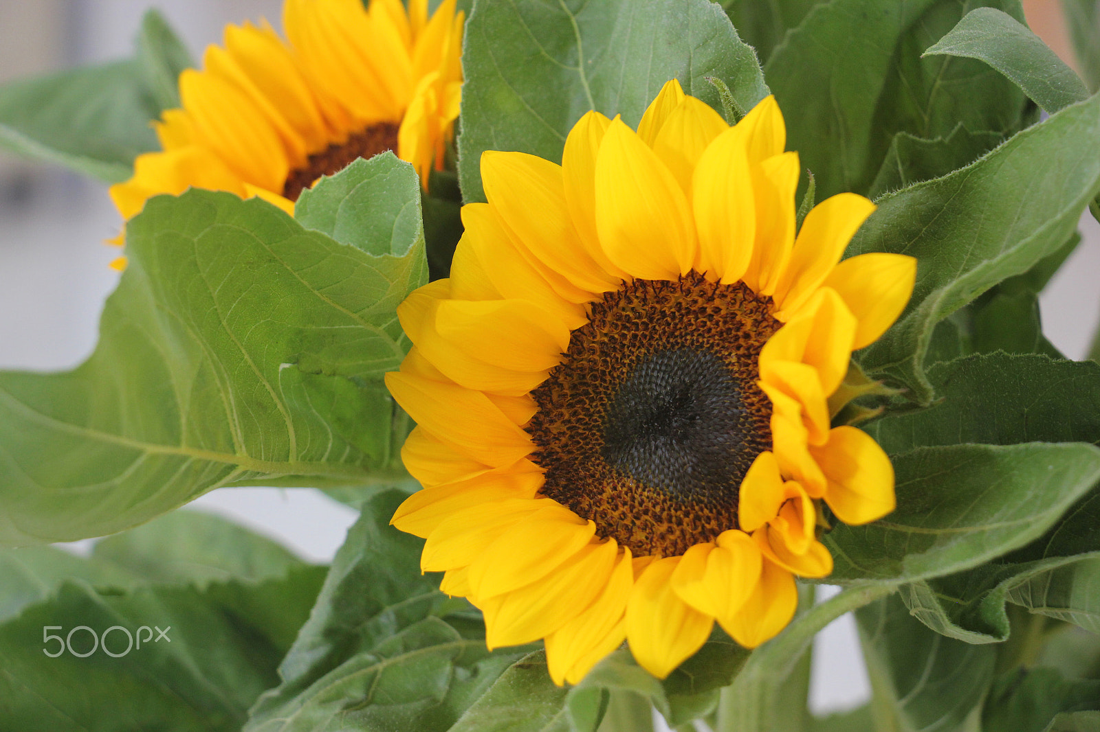Canon EF-S 18-135mm F3.5-5.6 IS STM sample photo. Bouquet of sunflowers on the table photography