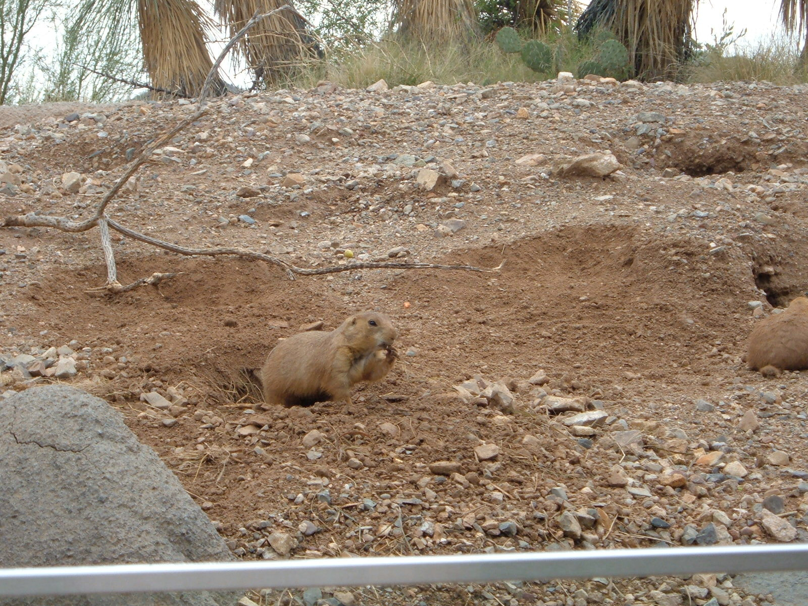 Fujifilm FinePix A340 sample photo. Prairie dog photography