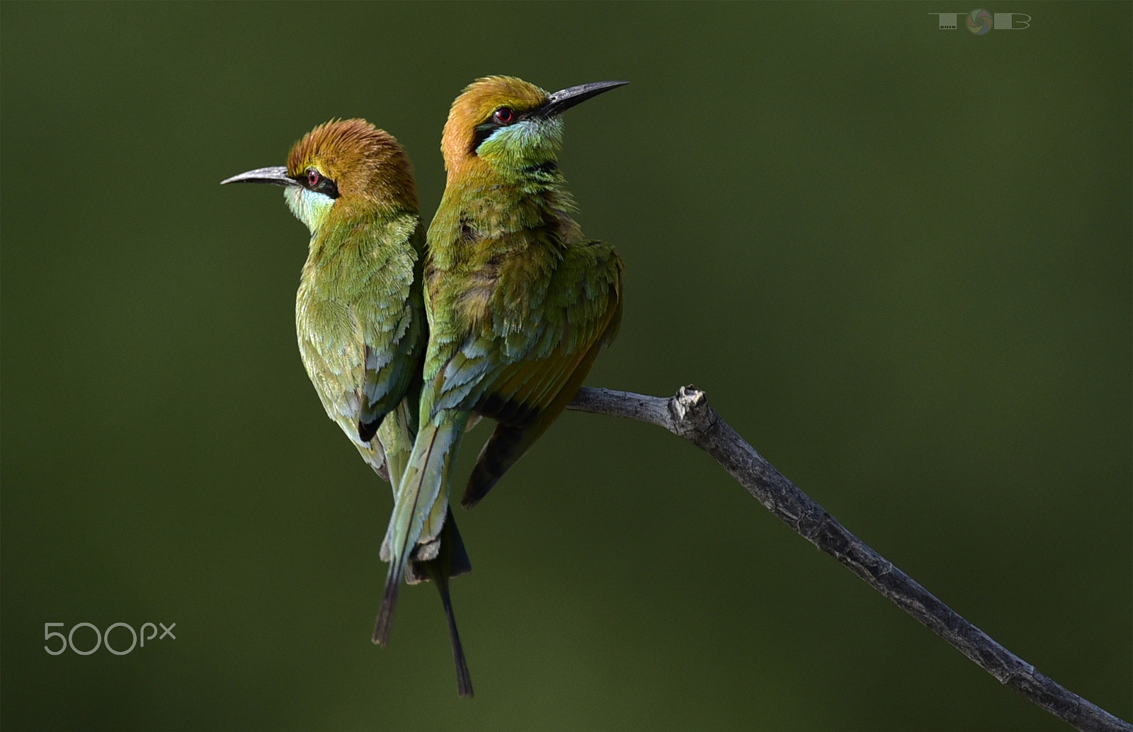 Nikon AF-S Nikkor 600mm F4D ED-IF II sample photo