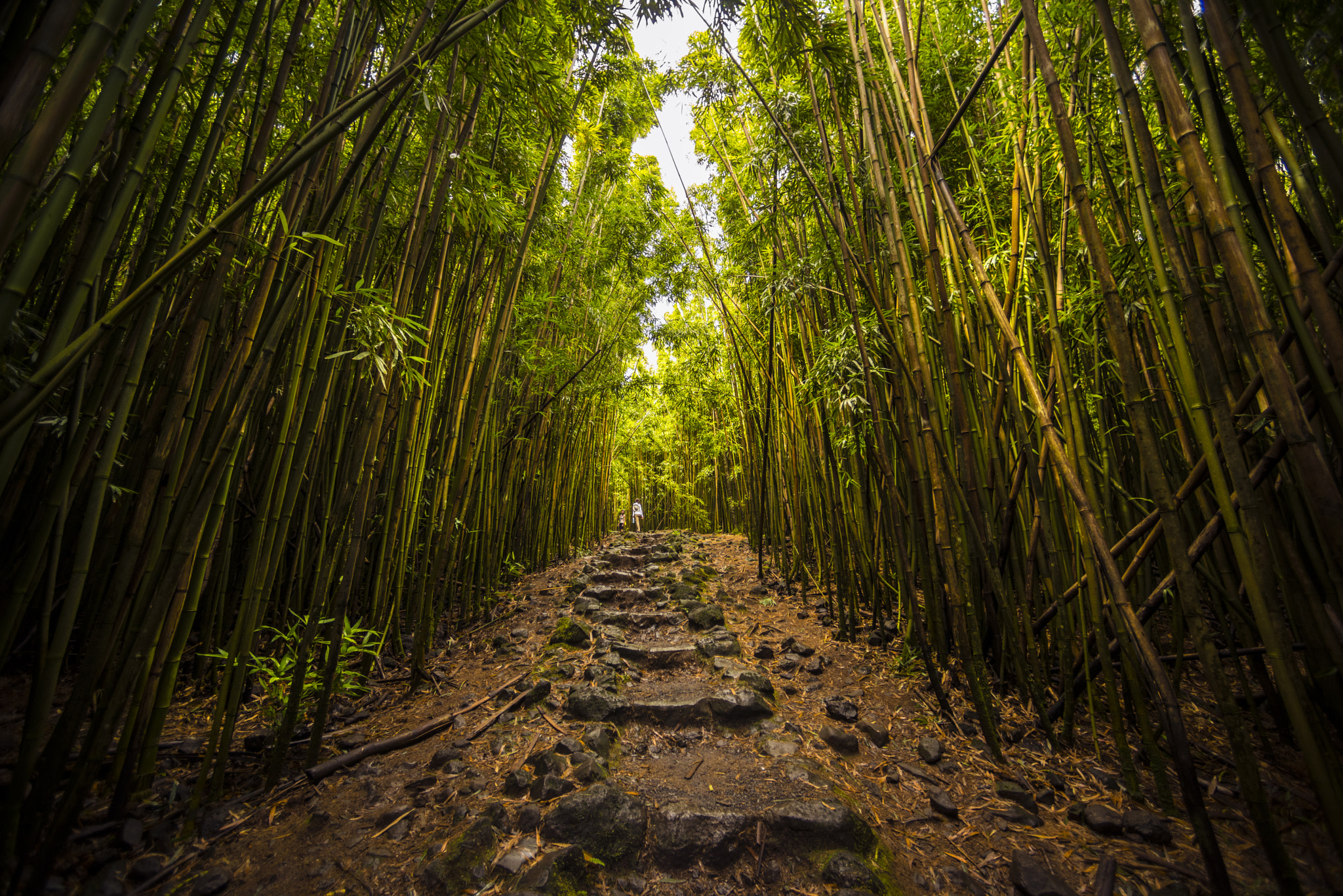 Nikon D810 + Nikon AF Nikkor 14mm F2.8D ED sample photo. Bamboo forest trail photography