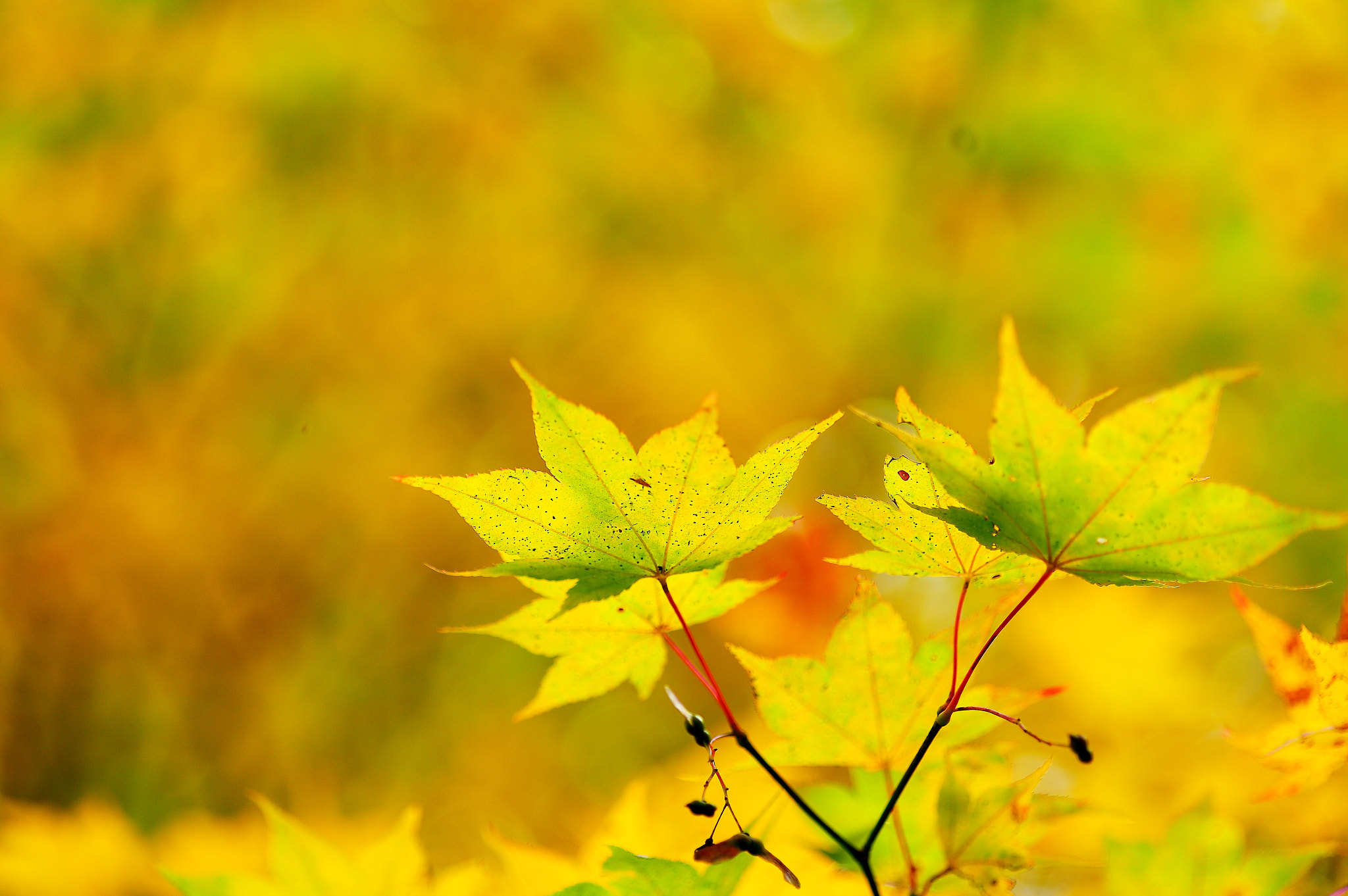 Nikon Df sample photo. Autumn leaves photography