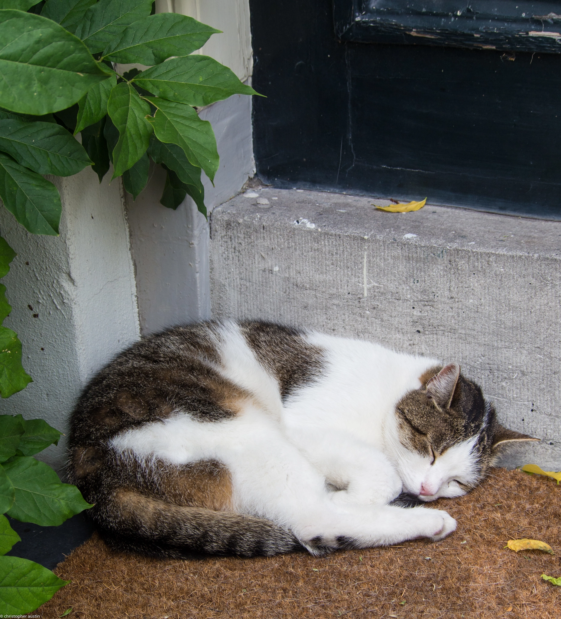 Olympus OM-D E-M5 sample photo. Sleeping cat photography