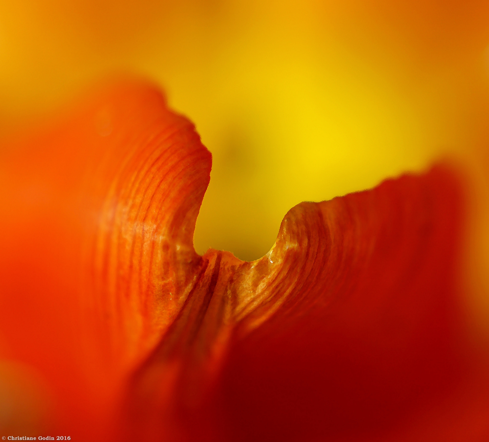 Sony DT 30mm F2.8 Macro SAM sample photo. Tempting invitation  to a secret place... photography