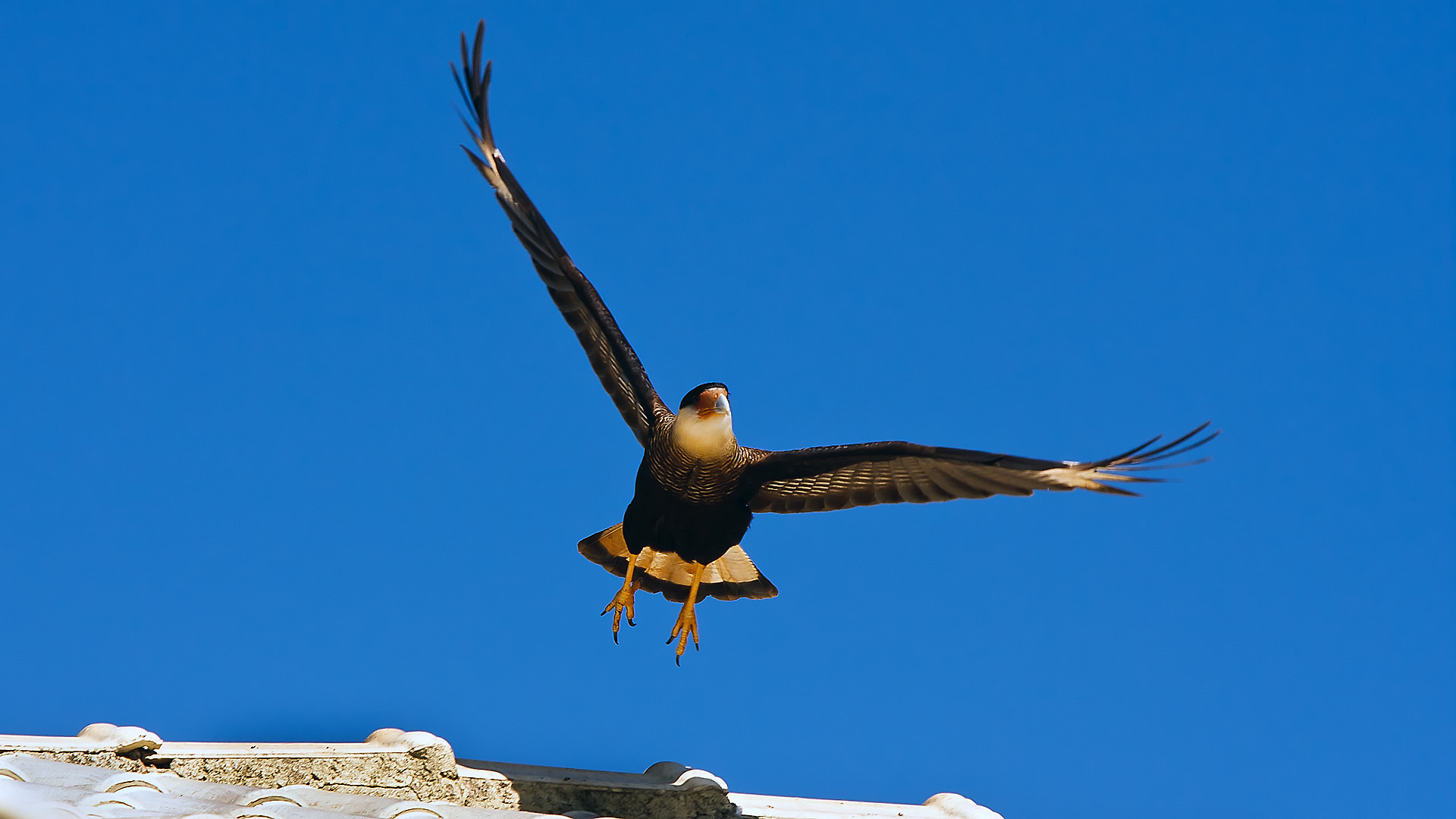 Canon EOS 40D + Canon EF 70-200mm F2.8L USM sample photo. Hawk taking off photography