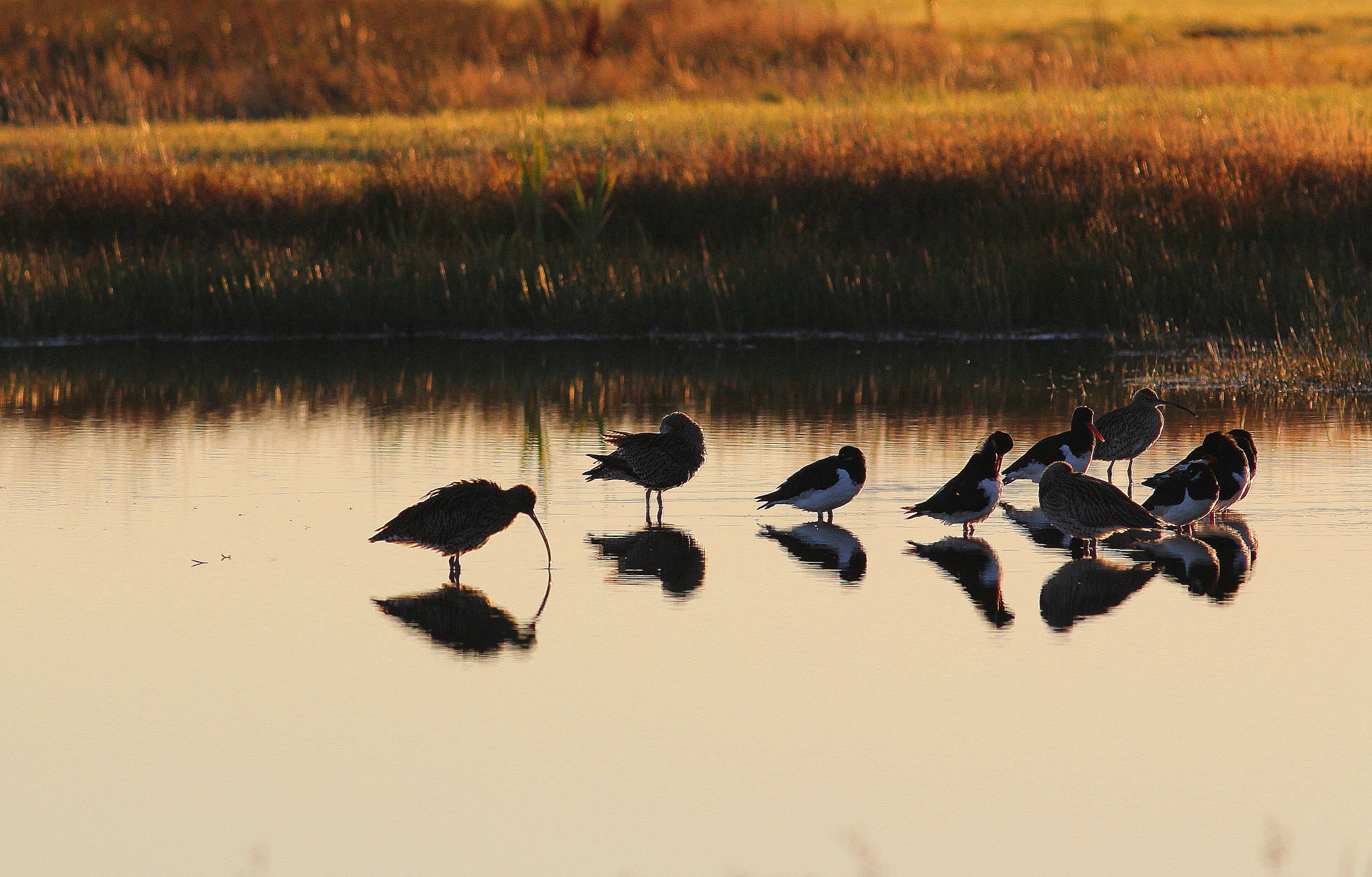 Canon EF 300mm F4L IS USM sample photo. Sun rise on the wader scrapes photography