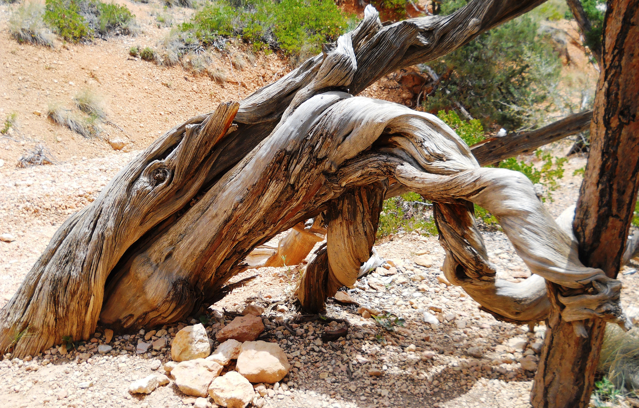 Nikon Coolpix L24 sample photo. Gnarly photography