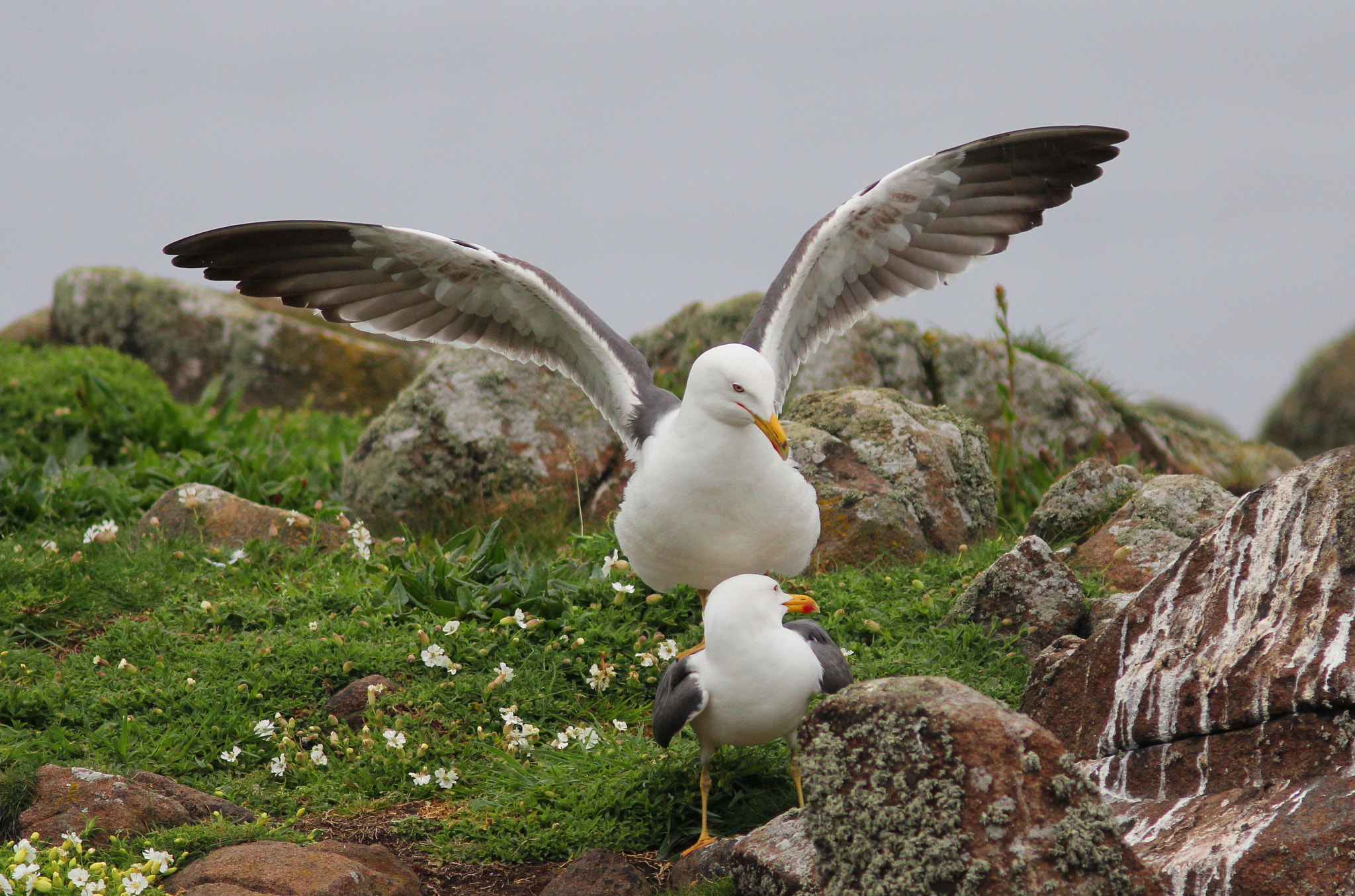 Canon EF 300mm F4L IS USM sample photo. Gull love photography