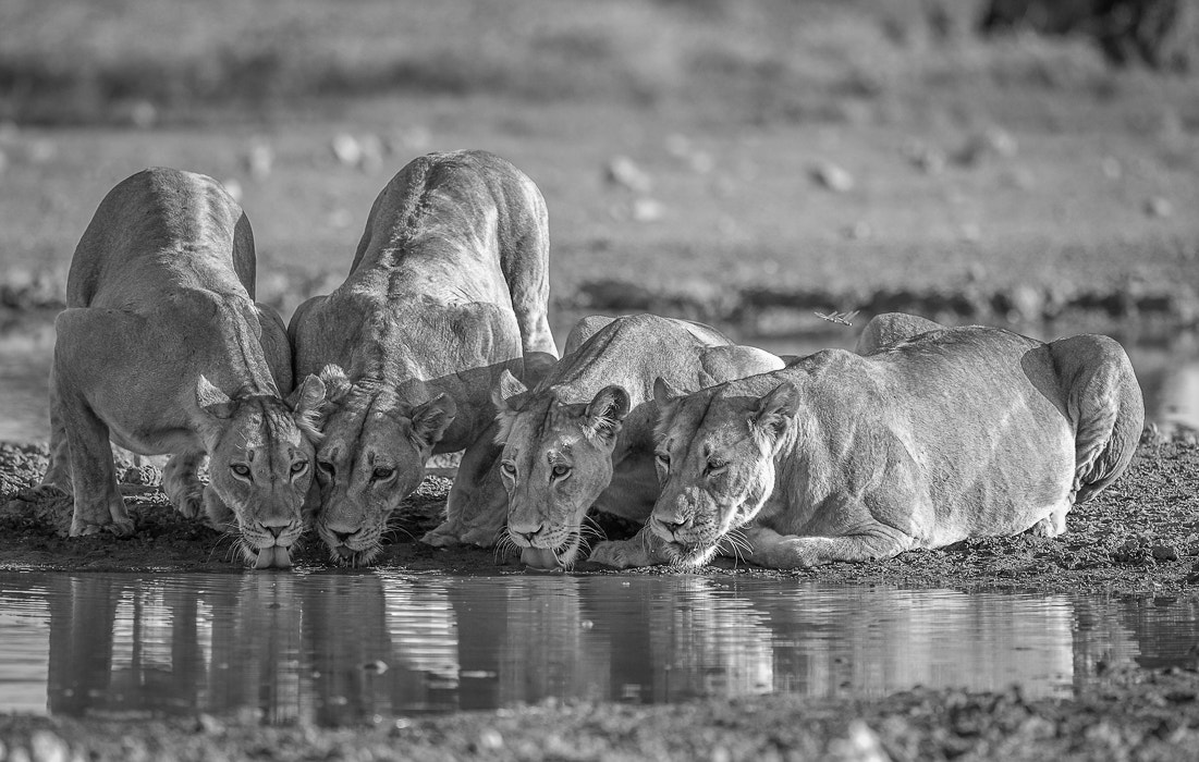 Nikon D4S + Nikon AF-S Nikkor 500mm F4G ED VR sample photo. 4 lion photography