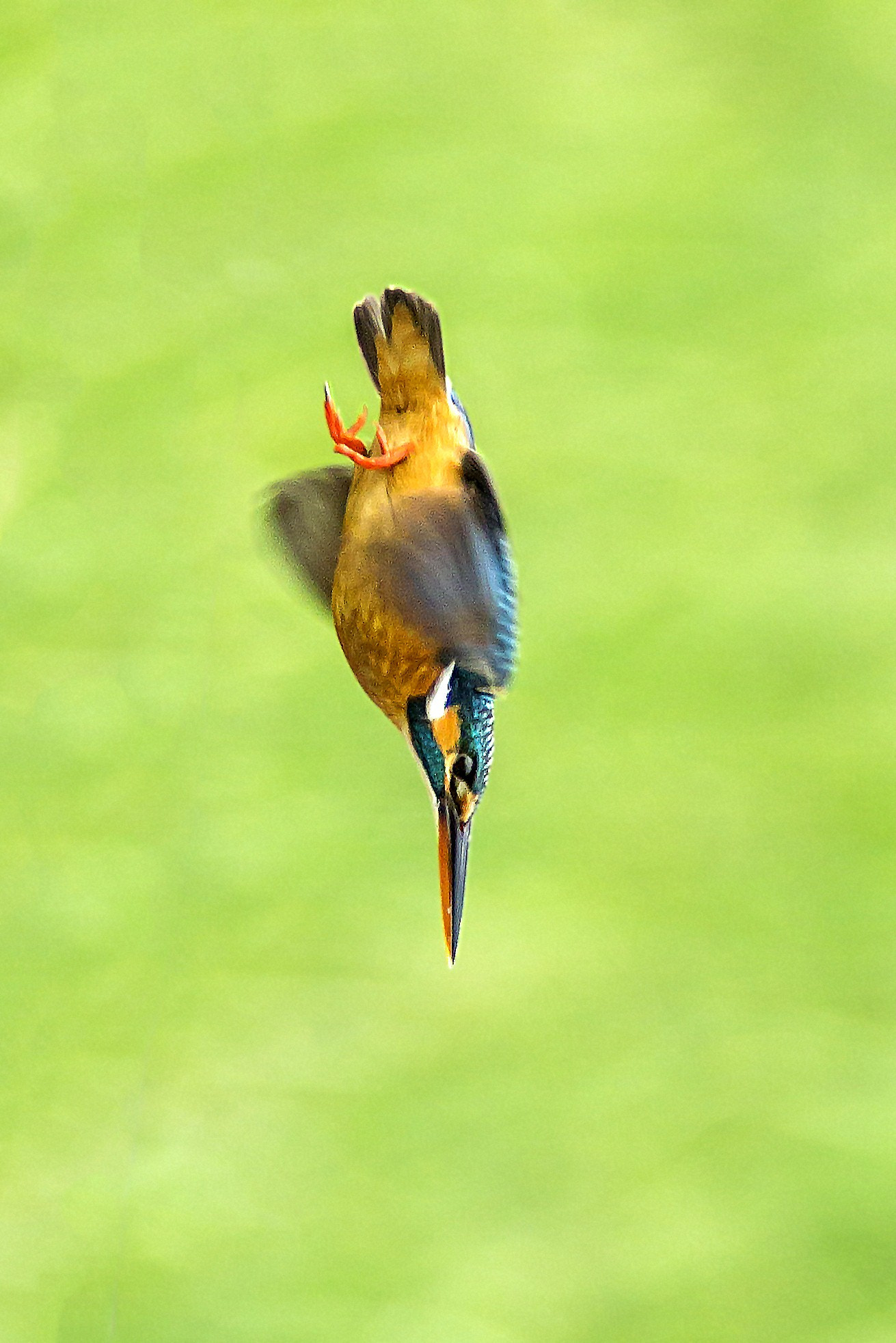 Canon EF 300mm F4L IS USM sample photo. The dive! photography