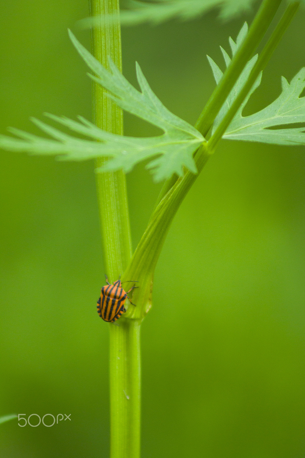 Canon EF 75-300mm f/4-5.6 USM sample photo. Bug on a plant photography
