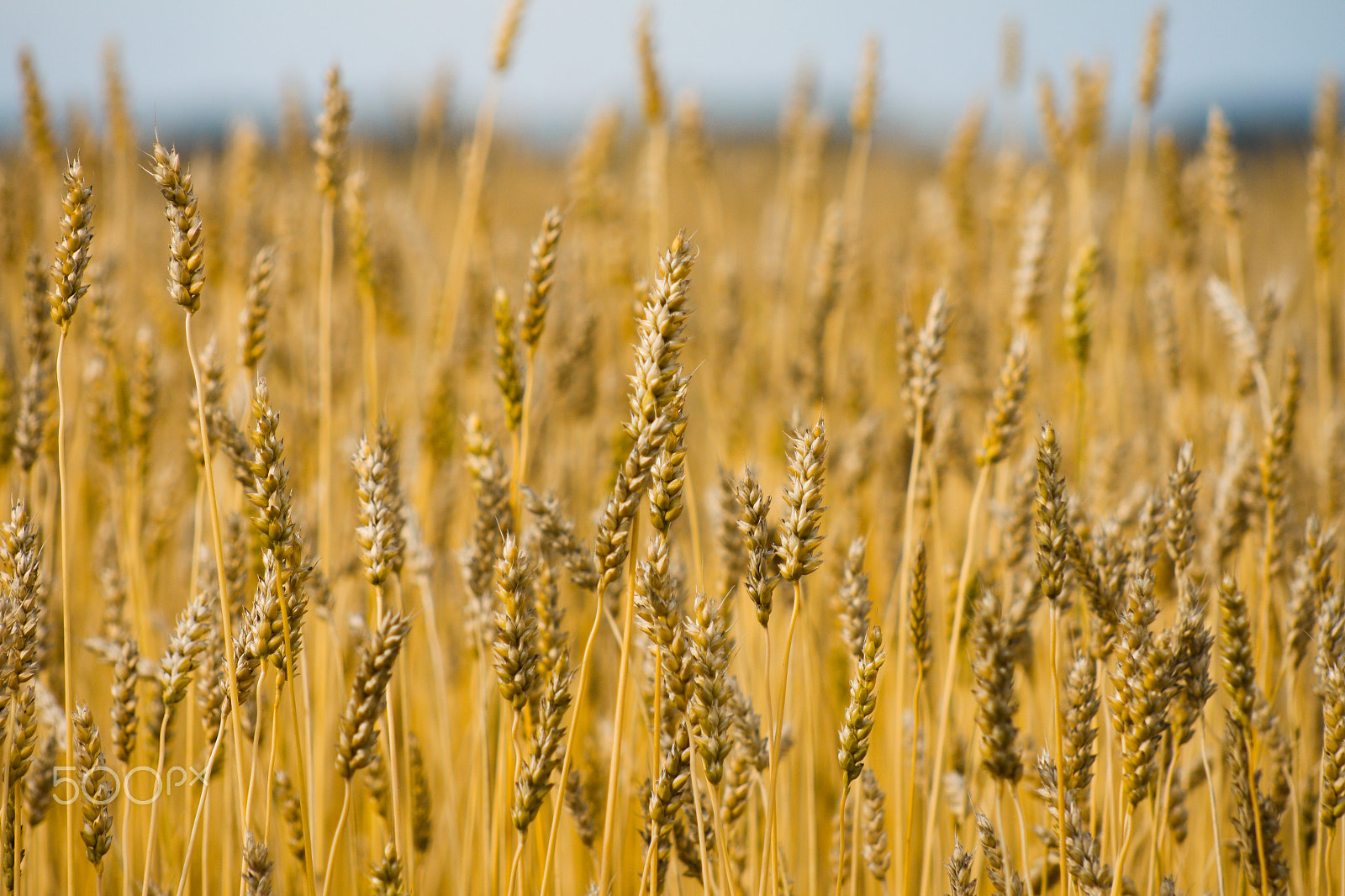 Canon EF 75-300mm f/4-5.6 USM sample photo. Rye #1 photography