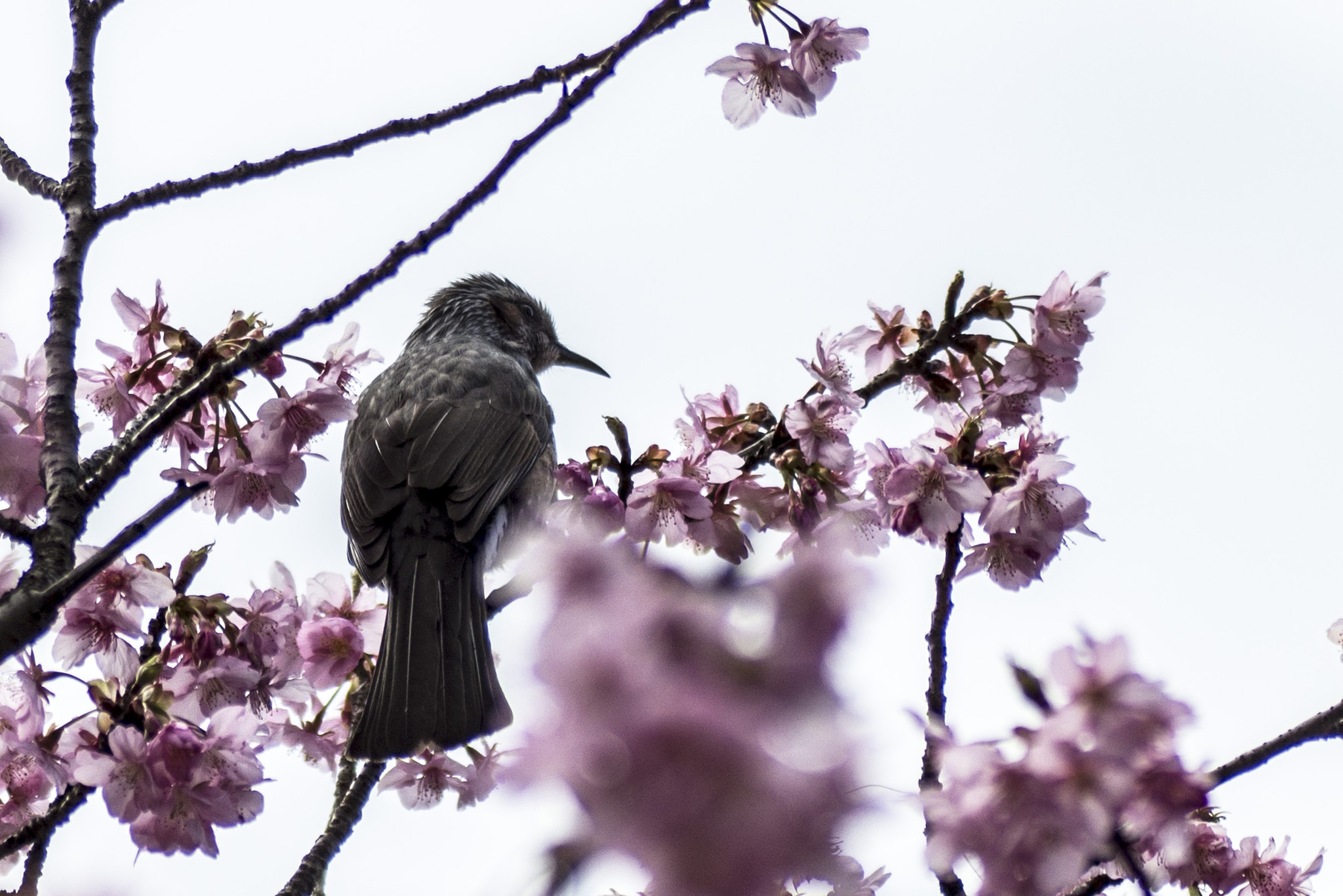 Pentax K-5 IIs + Tamron SP AF 90mm F2.8 Di Macro sample photo. Sakura and bird photography