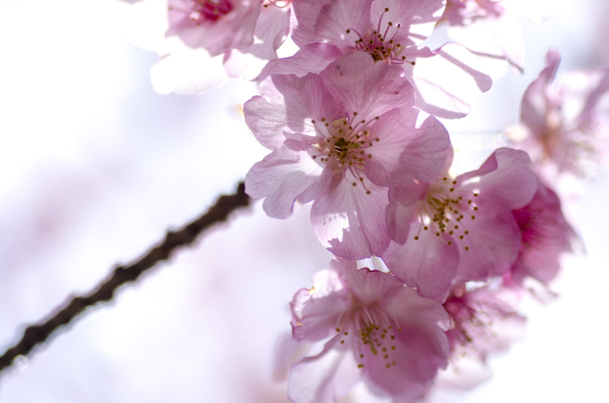 Pentax K-5 IIs sample photo. Love is photography