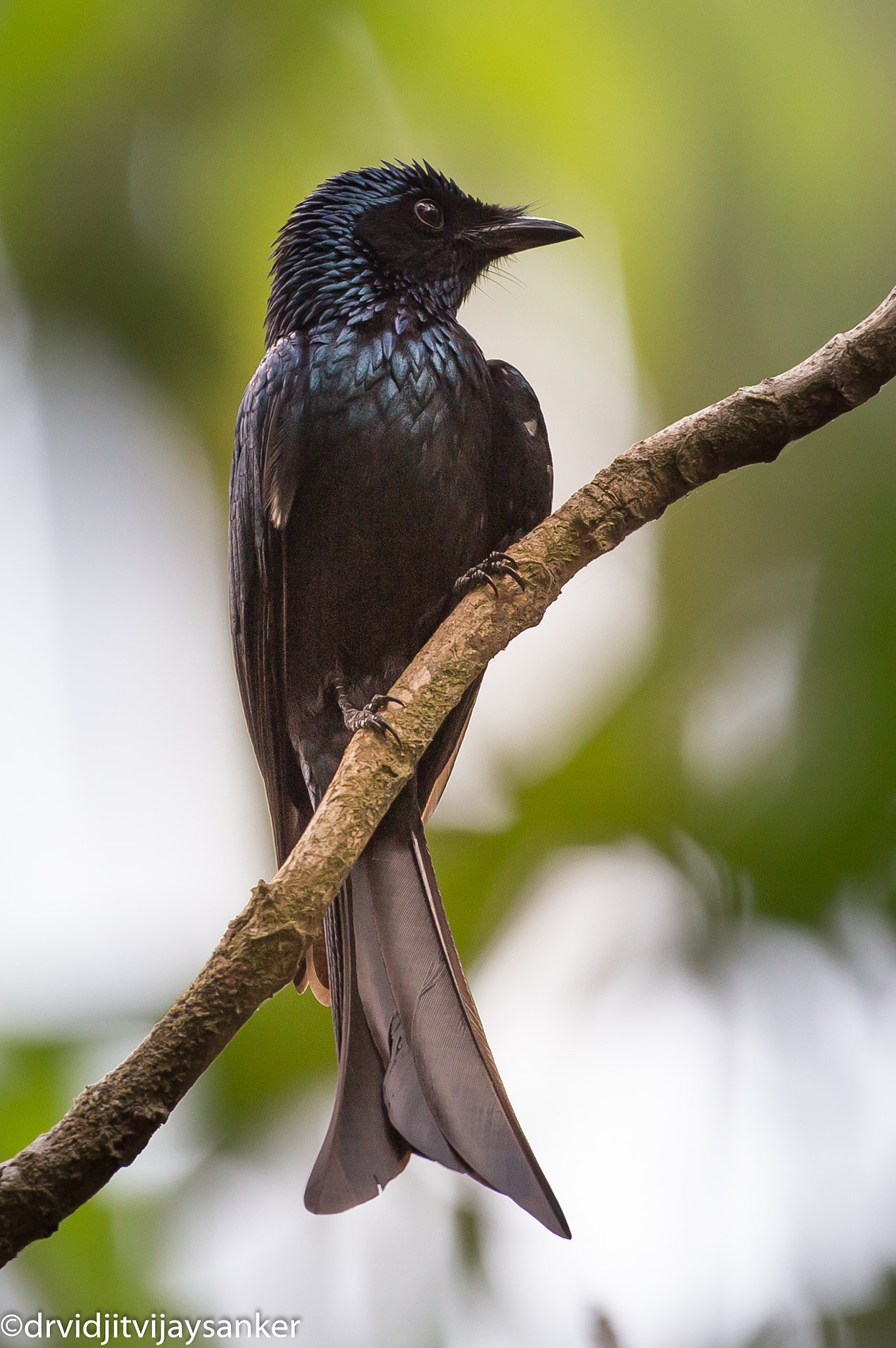 Canon EOS 6D + Canon EF 500mm F4L IS USM sample photo. Black drongo (dicrurus macrocercus)tavanur, malappuram 24th february, 2016 photography