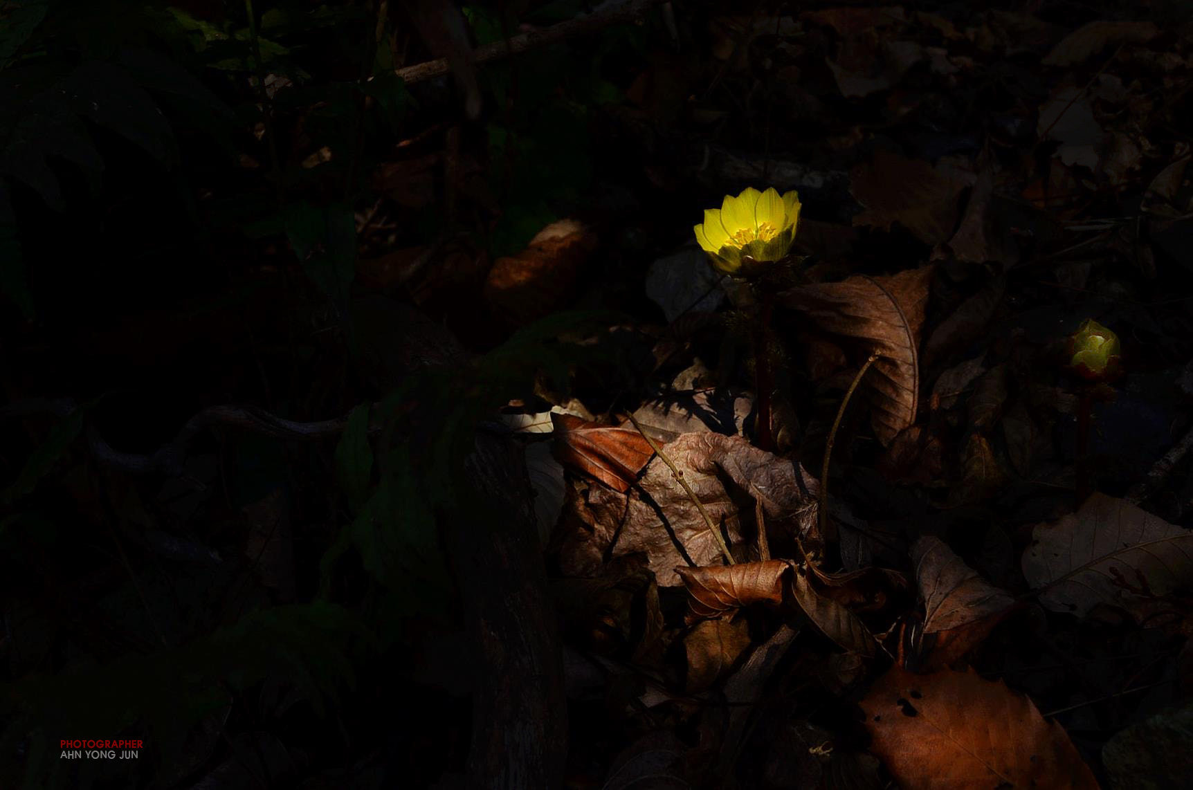 Nikon D7000 + Nikon AF-S Nikkor 24mm F1.4G ED sample photo. Bloom in the dark photography