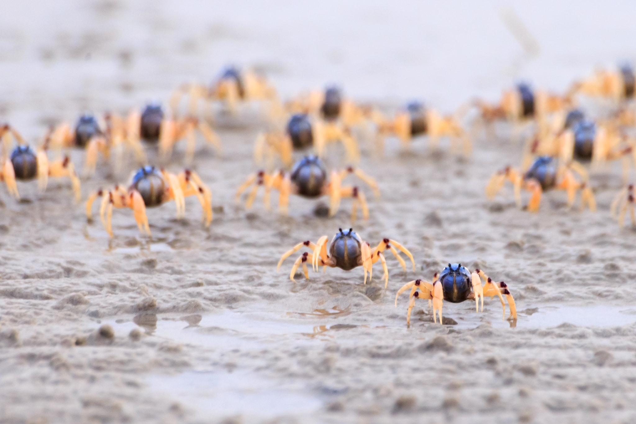 Sigma 70-300mm F4-5.6 APO DG Macro sample photo. Soldier crabs are coming photography