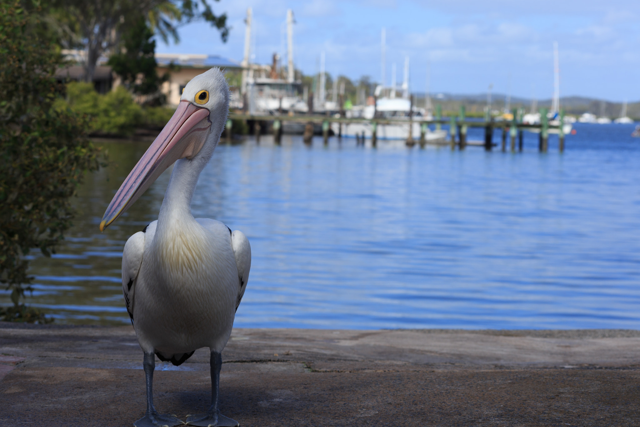 Sigma 70-300mm F4-5.6 APO DG Macro sample photo. Tin can bay pelican photography