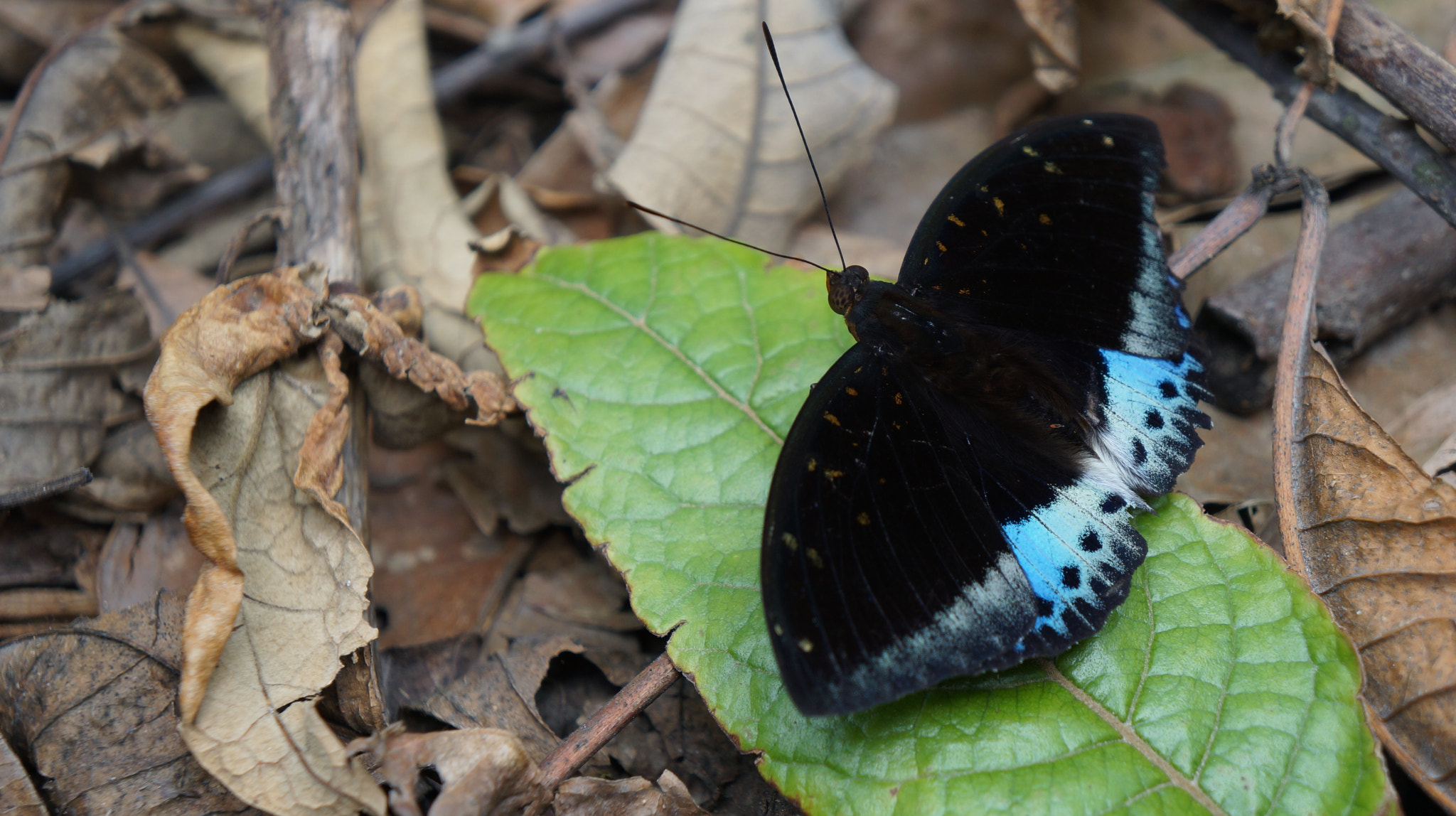 Sony FE 28-70mm F3.5-5.6 OSS sample photo. Butterfly photography
