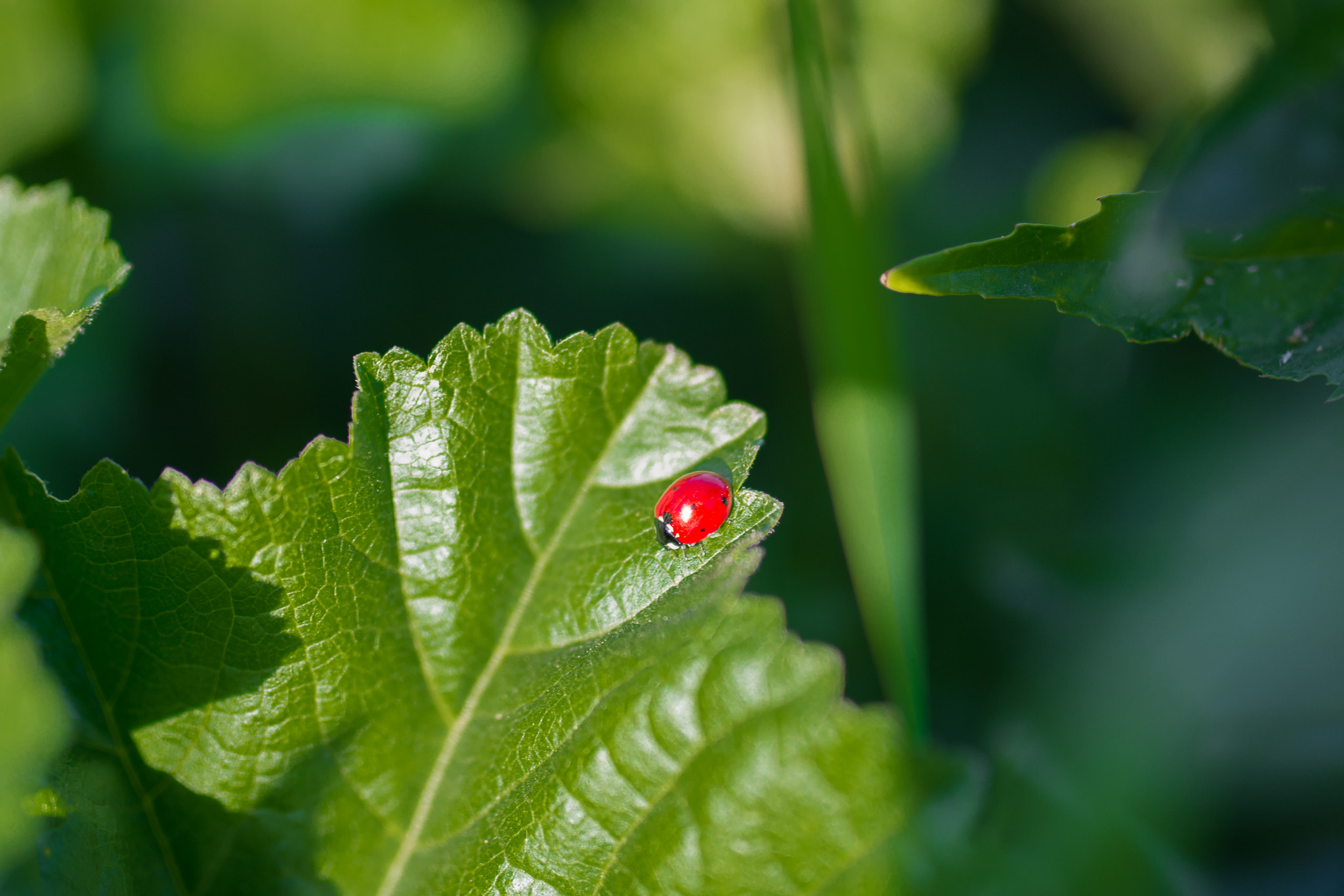 Nikon D5200 + Sigma 35mm F1.4 DG HSM Art sample photo. Nature# photography