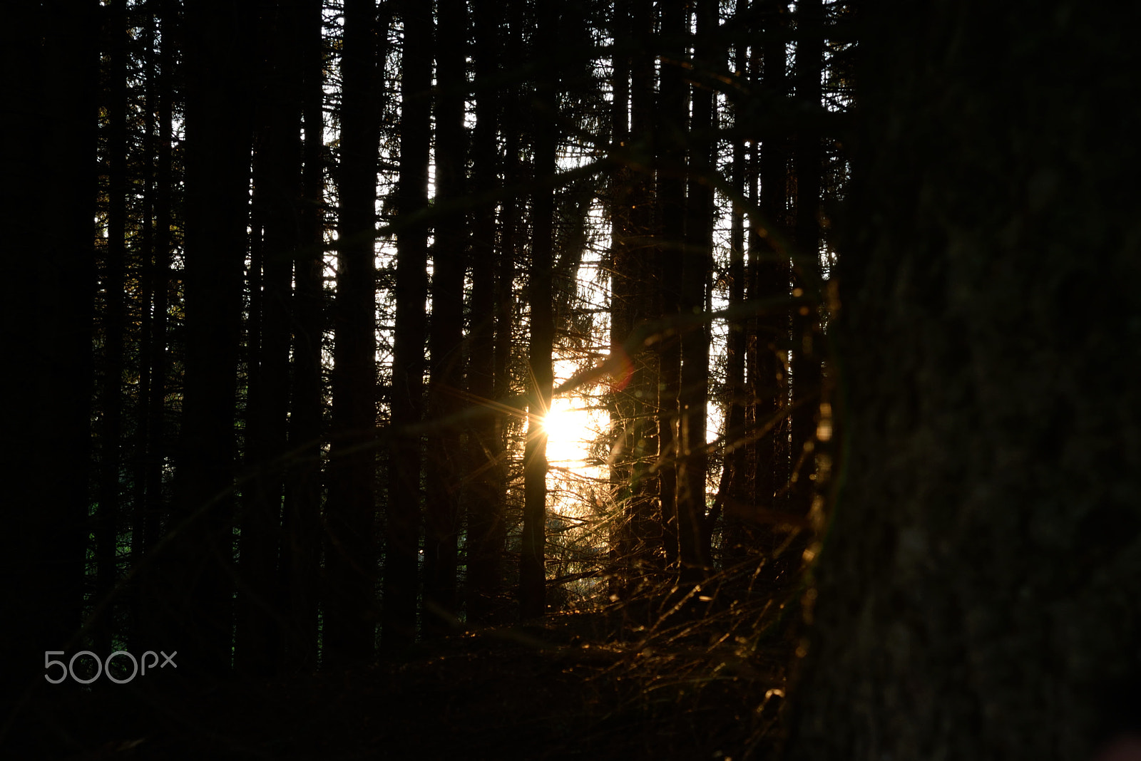 AF Zoom-Nikkor 24-120mm f/3.5-5.6D IF sample photo. Into the woods photography