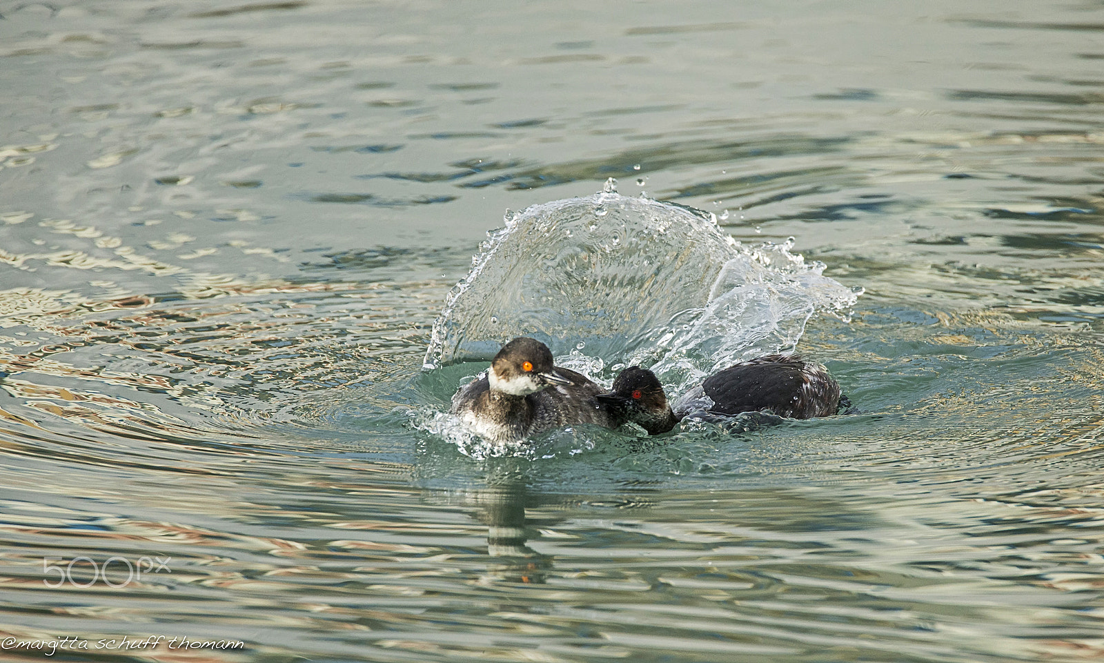 Tamron SP 150-600mm F5-6.3 Di VC USD sample photo. Wait, my dear... photography