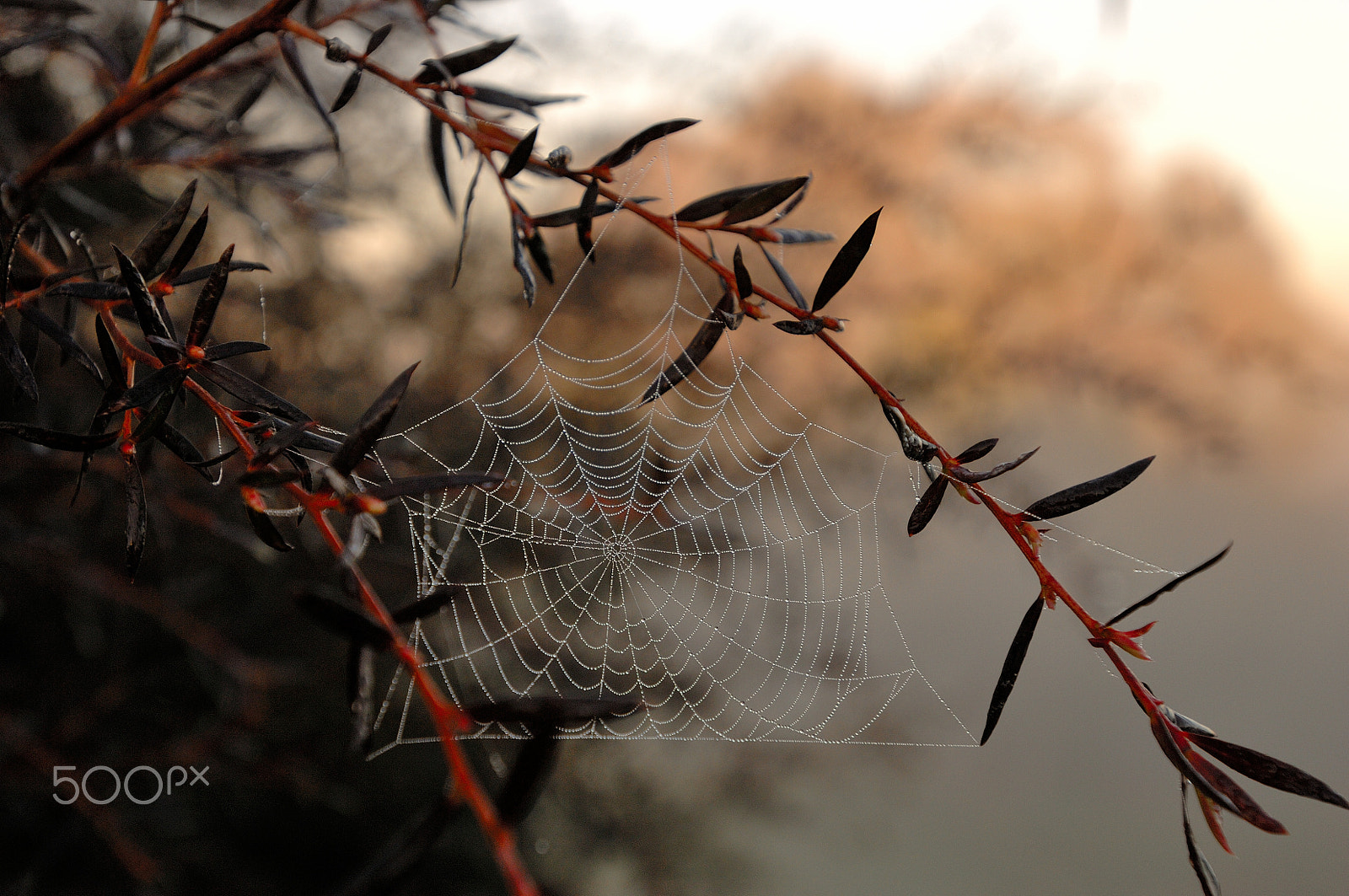 Nikon AF-S Nikkor 17-35mm F2.8D ED-IF sample photo. Early morning web photography