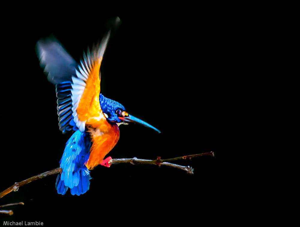 Canon EF 400mm F4.0 DO IS USM sample photo. Blue eared kingfisher photography