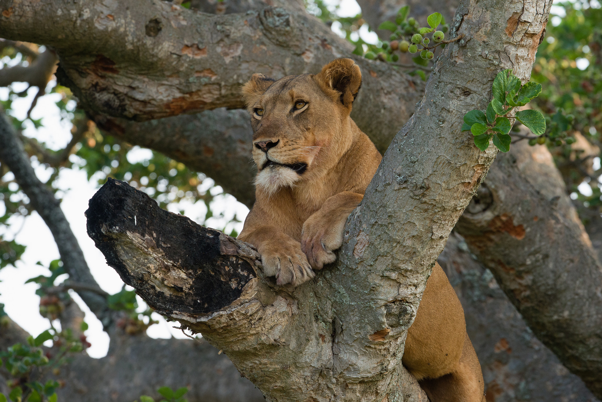 Nikon AF-S Nikkor 200-400mm F4G ED-IF VR sample photo. Tree lioness photography