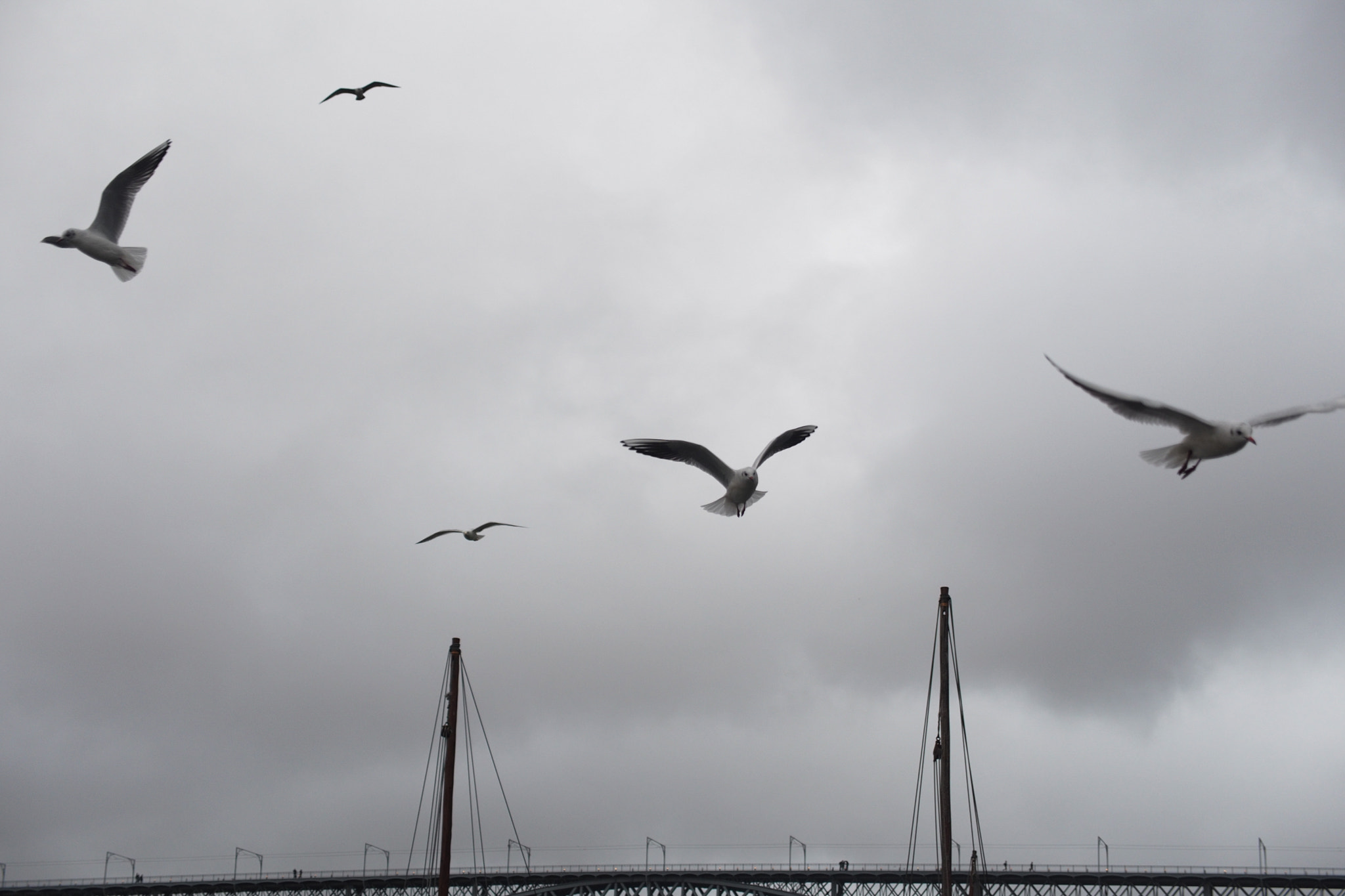 Panasonic Lumix G X Vario 12-35mm F2.8 ASPH Power OIS sample photo. Seagull over river in porto photography