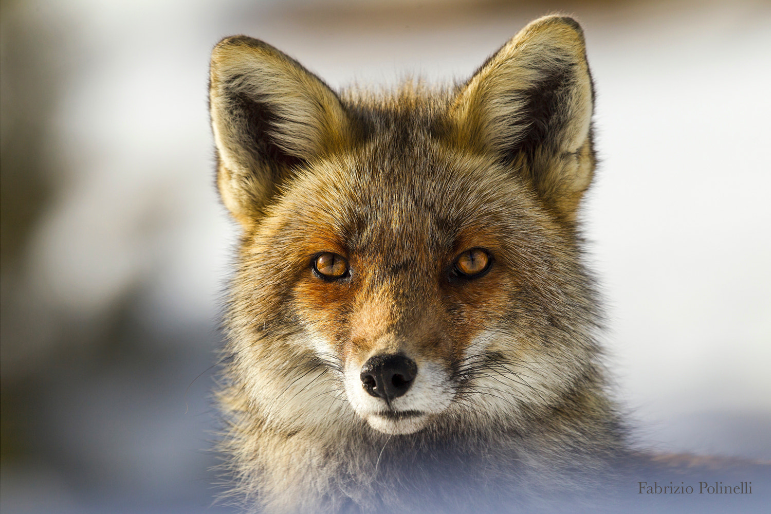 Canon EF 500mm F4L IS II USM sample photo. Lady fox photography