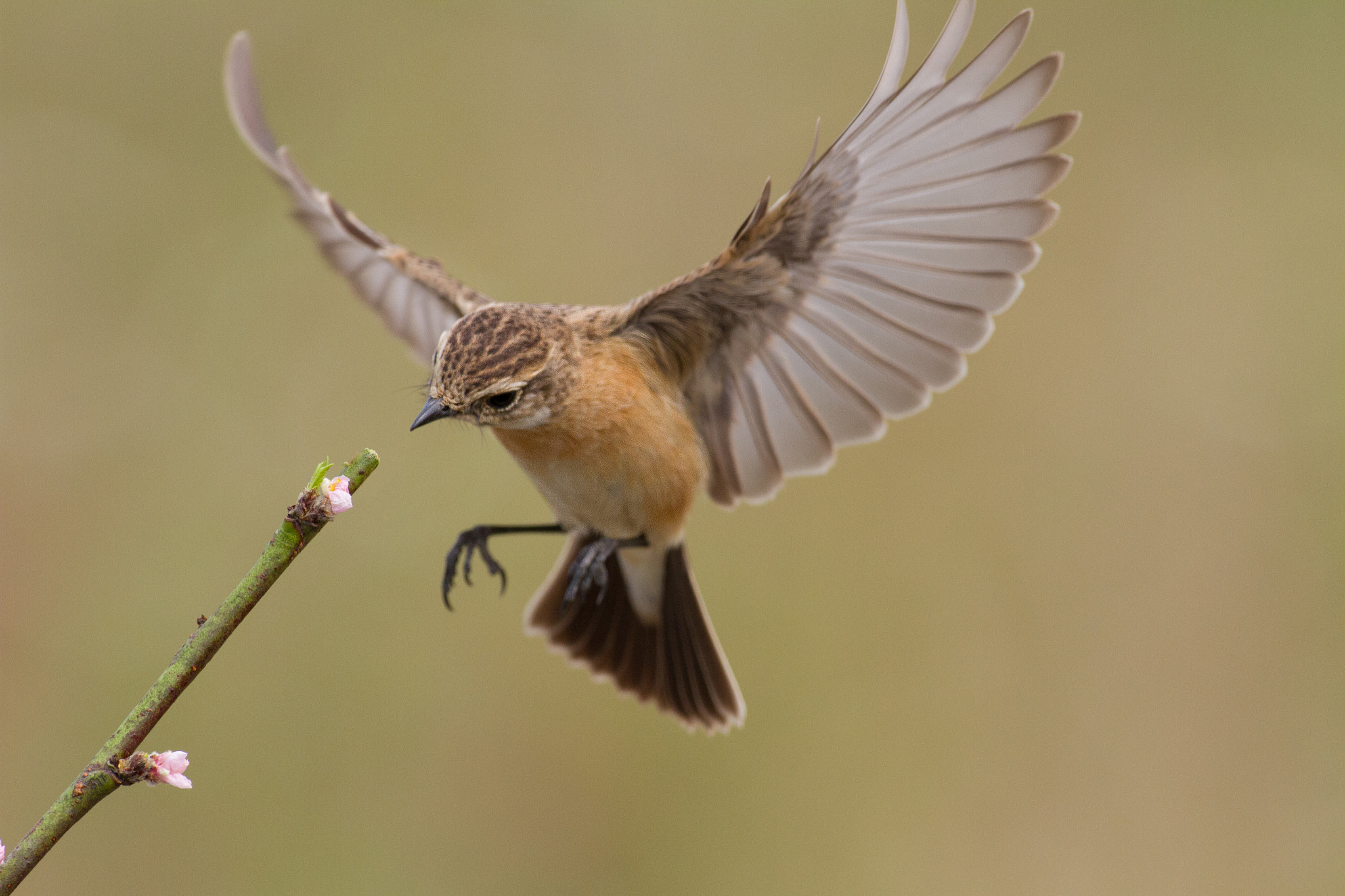 Canon EF 600mm f/4L IS sample photo. Saxicola torquatus photography