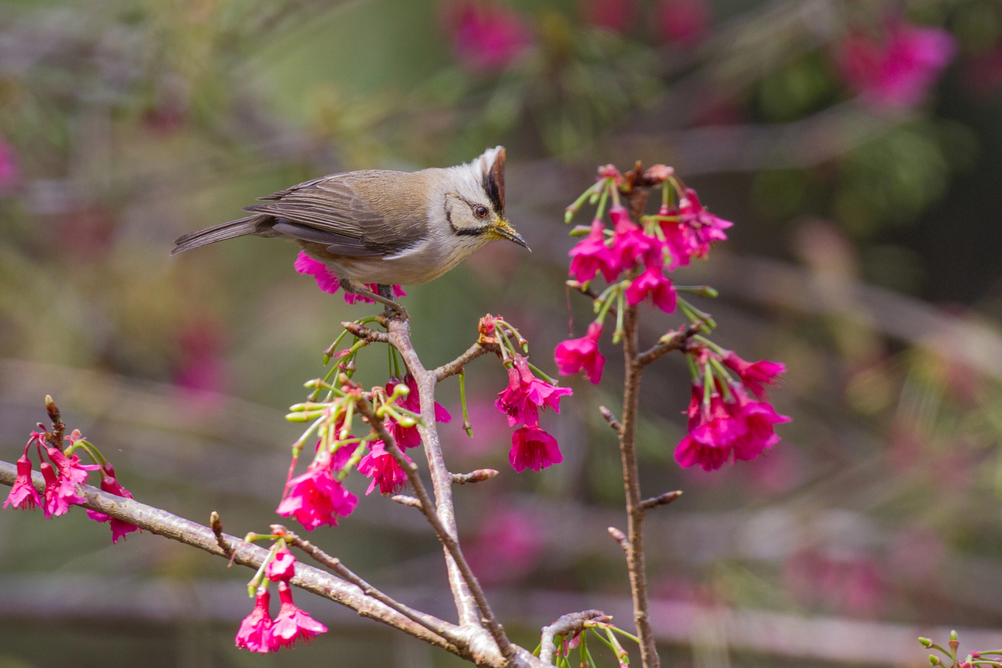 Canon EOS 7D + Canon EF 600mm f/4L IS sample photo. Flower and bird photography