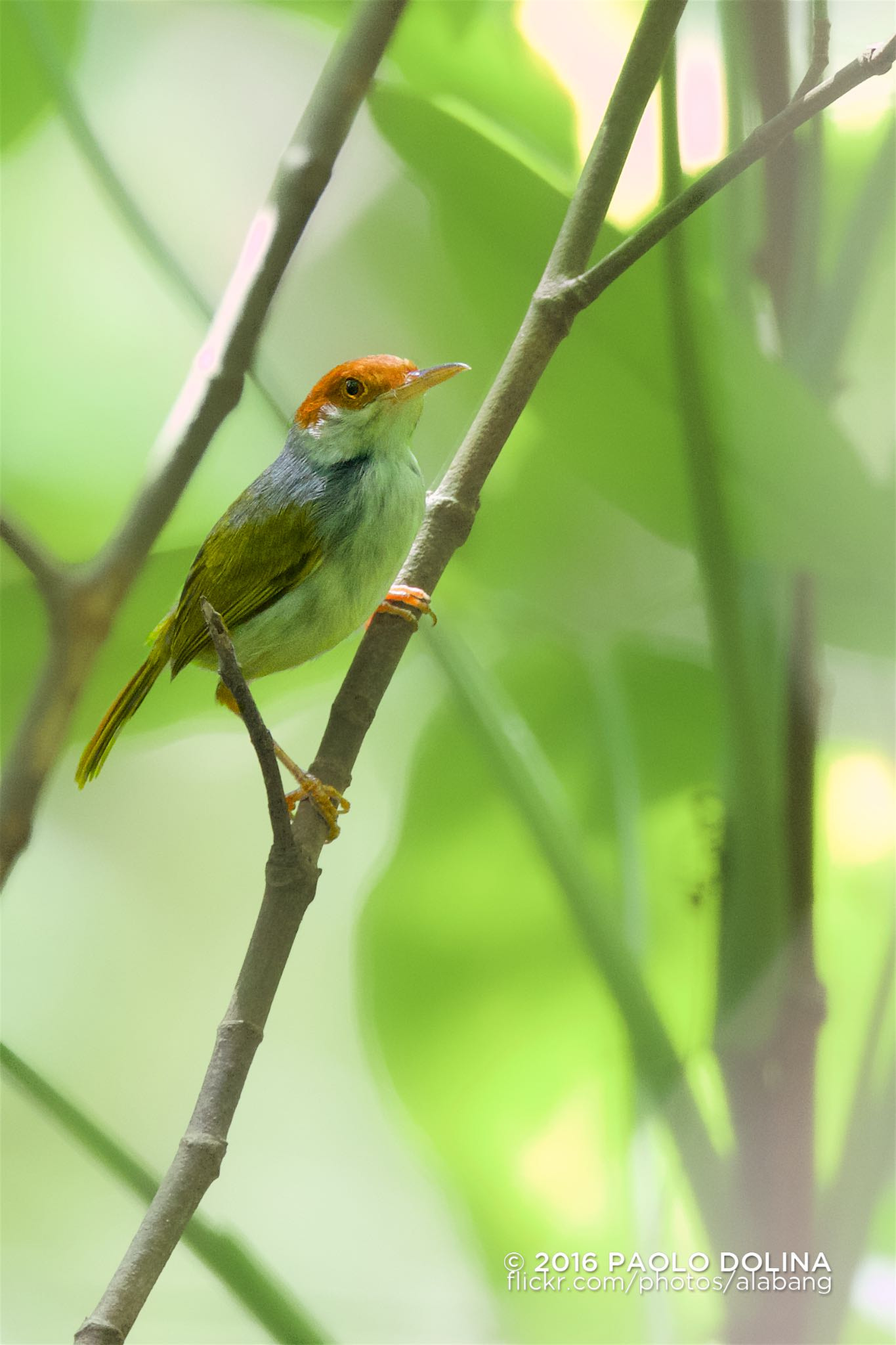 Canon EF 800mm F5.6L IS USM sample photo. Philippine tailorbird (orthotomus castaneiceps) photography