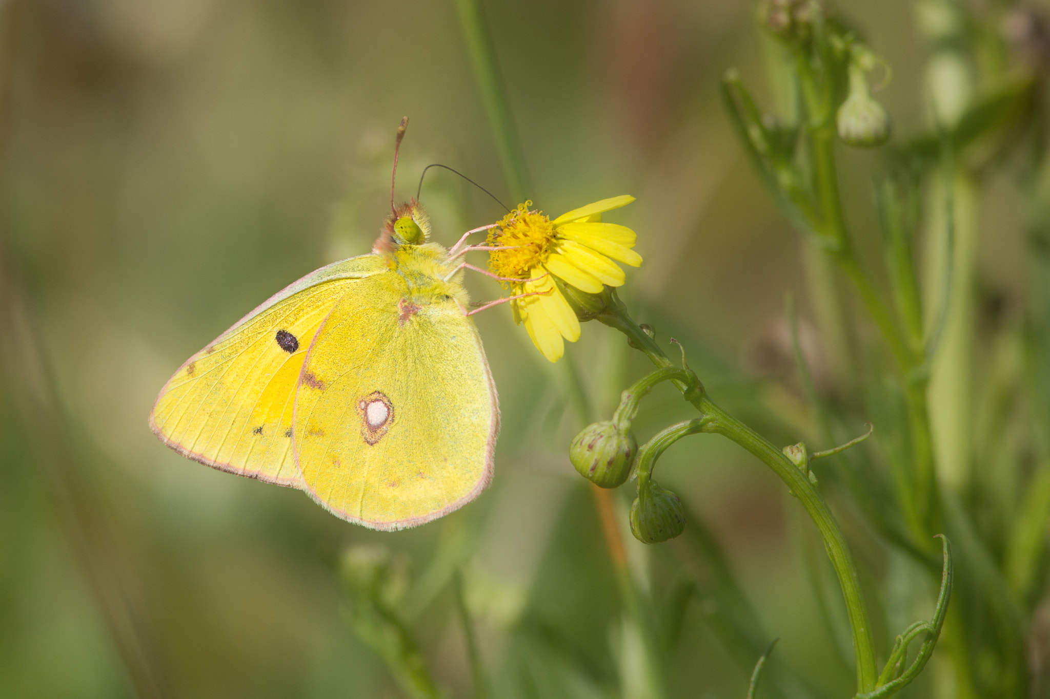 Canon EF 300mm F4L IS USM sample photo. A little summer feeling photography