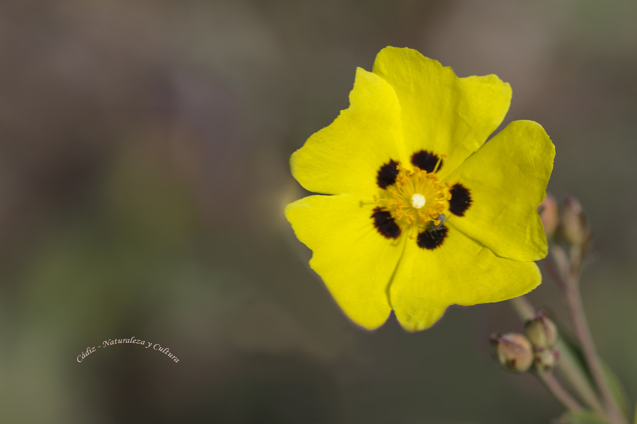 Sigma 105mm F2.8 EX DG OS HSM sample photo. Maggie simpson photography